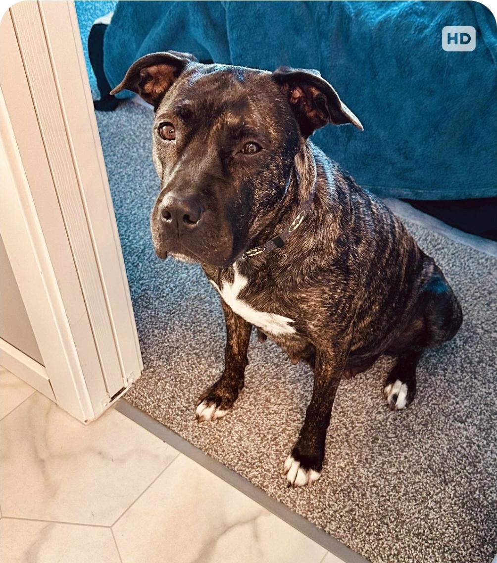 Koda, an adoptable Mastiff, Labrador Retriever in Winnipeg, MB, R3E 2Z9 | Photo Image 1