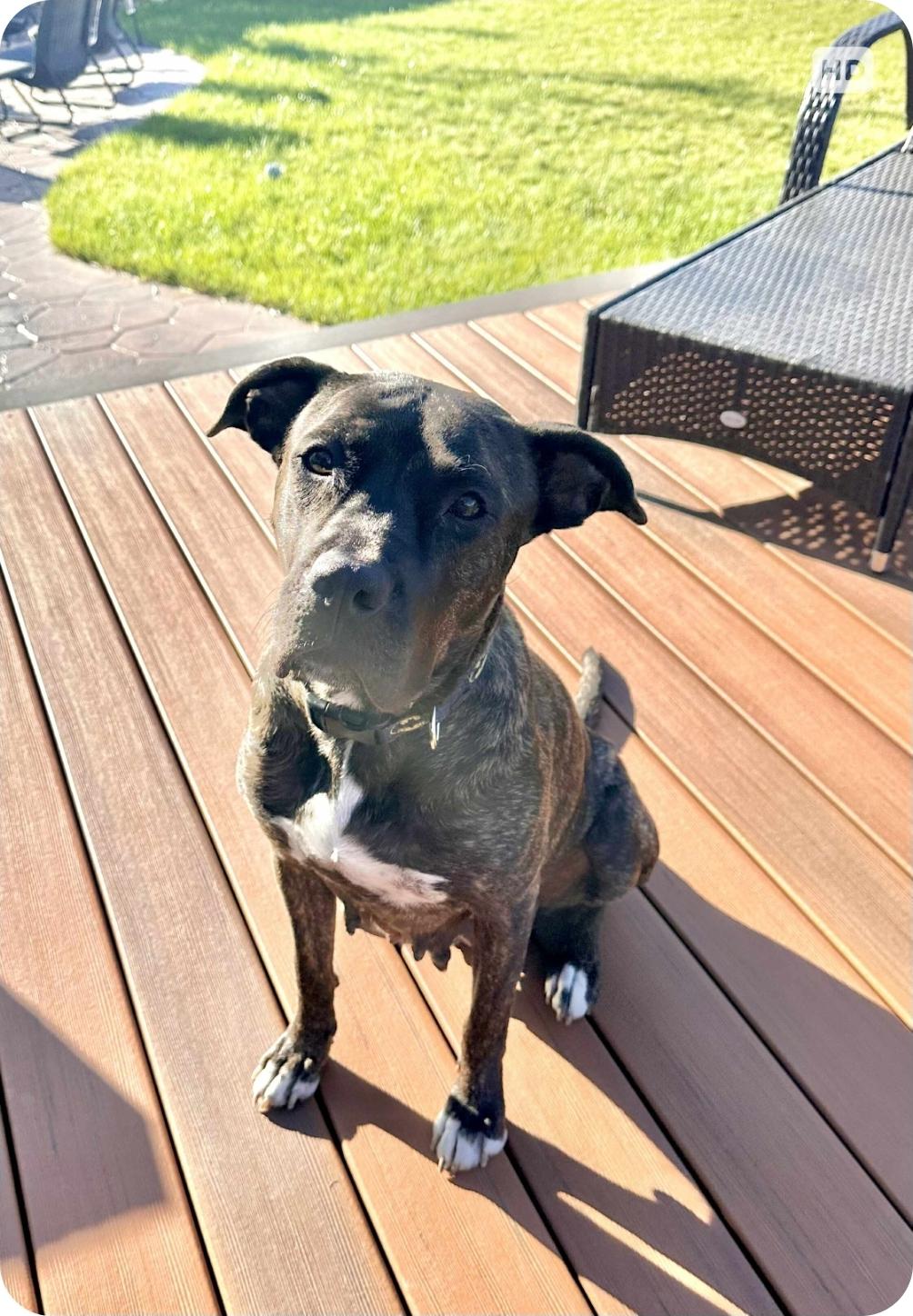 Koda, an adoptable Mastiff, Labrador Retriever in Winnipeg, MB, R3E 2Z9 | Photo Image 6