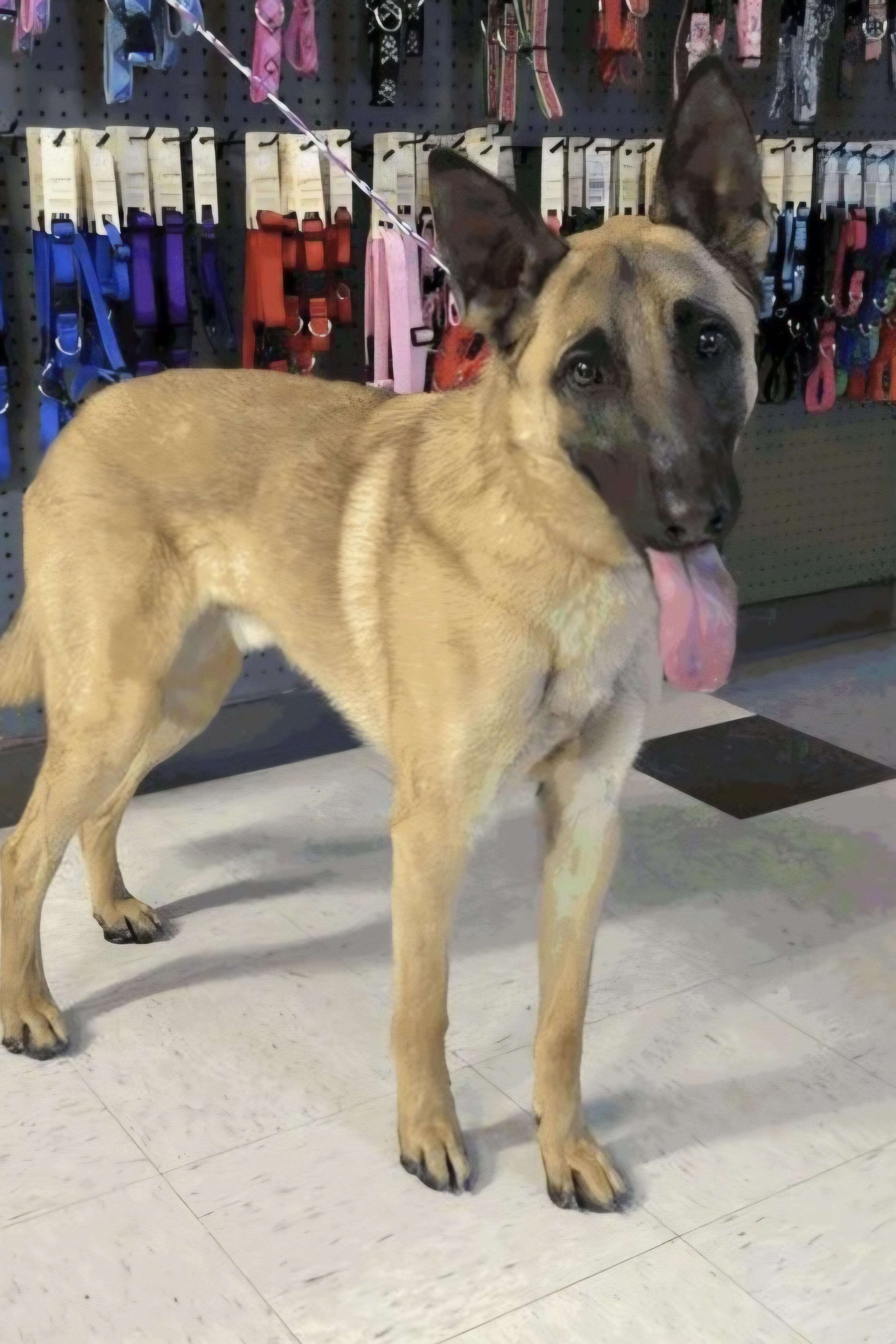 Titus, ADOPTABLE, Young Male Belgian Shepherd / Malinois.