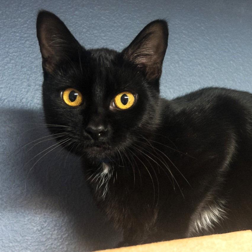 Rusty, Adoptable, Young Male Domestic Short Hair.