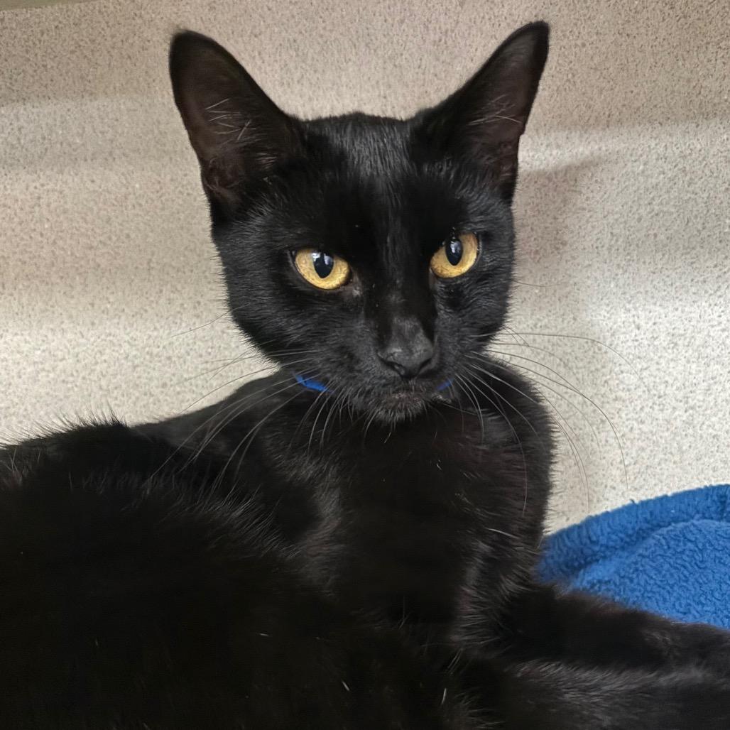 Rusty, a Adoptable Domestic Short Hair in Lakeland, FL image 2/2