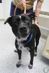 Enlarge Opie, an adopted Mastiff in Potsdam, NY image 2/2