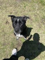 Opie, adopted, Adult Male Mastiff.