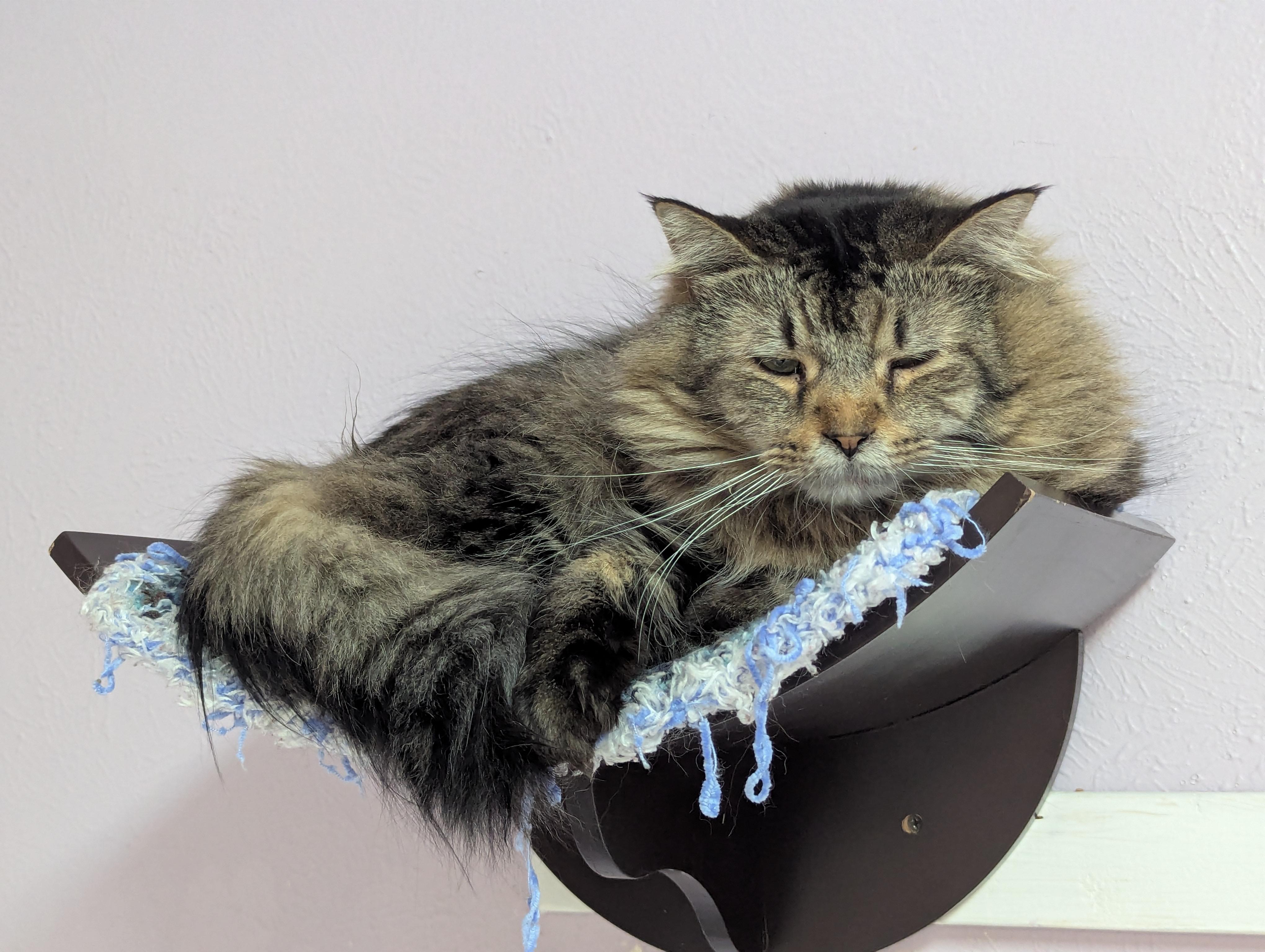 Ether, Adoptable, Senior Male Domestic Long Hair.