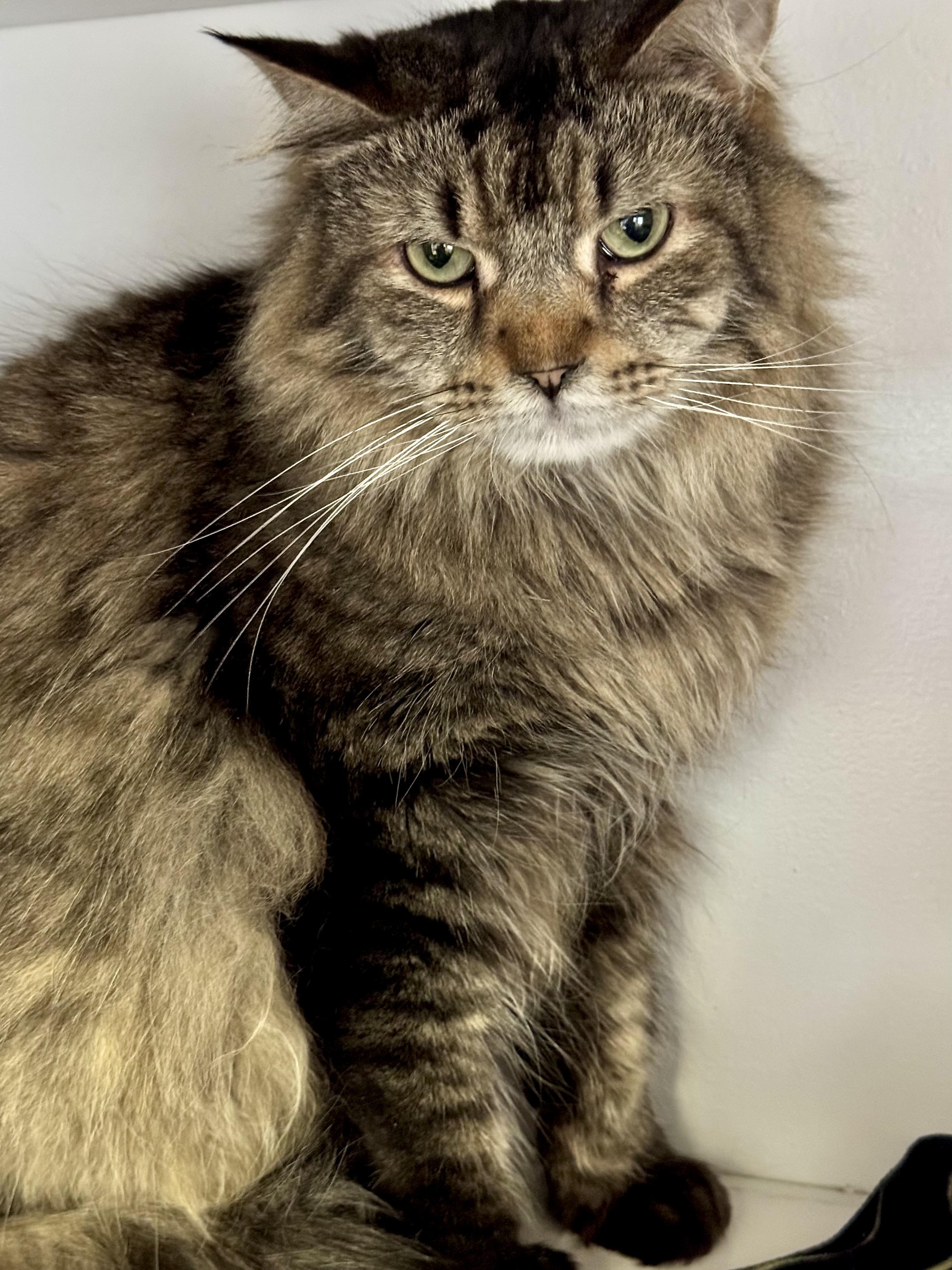 Enlarge Ether, a Adoptable mixed breed in Lakewood, CO image 2/4