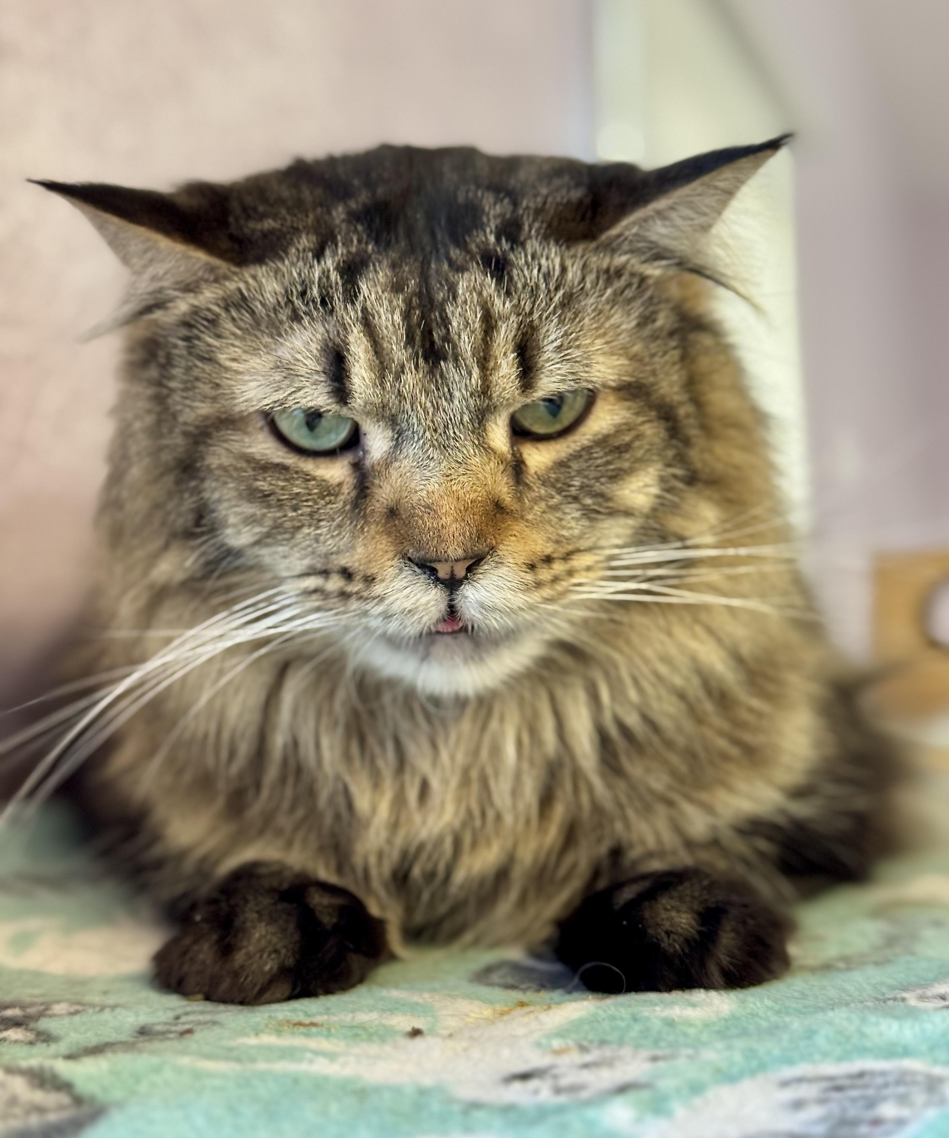 Enlarge Ether, a Adoptable mixed breed in Lakewood, CO image 3/4