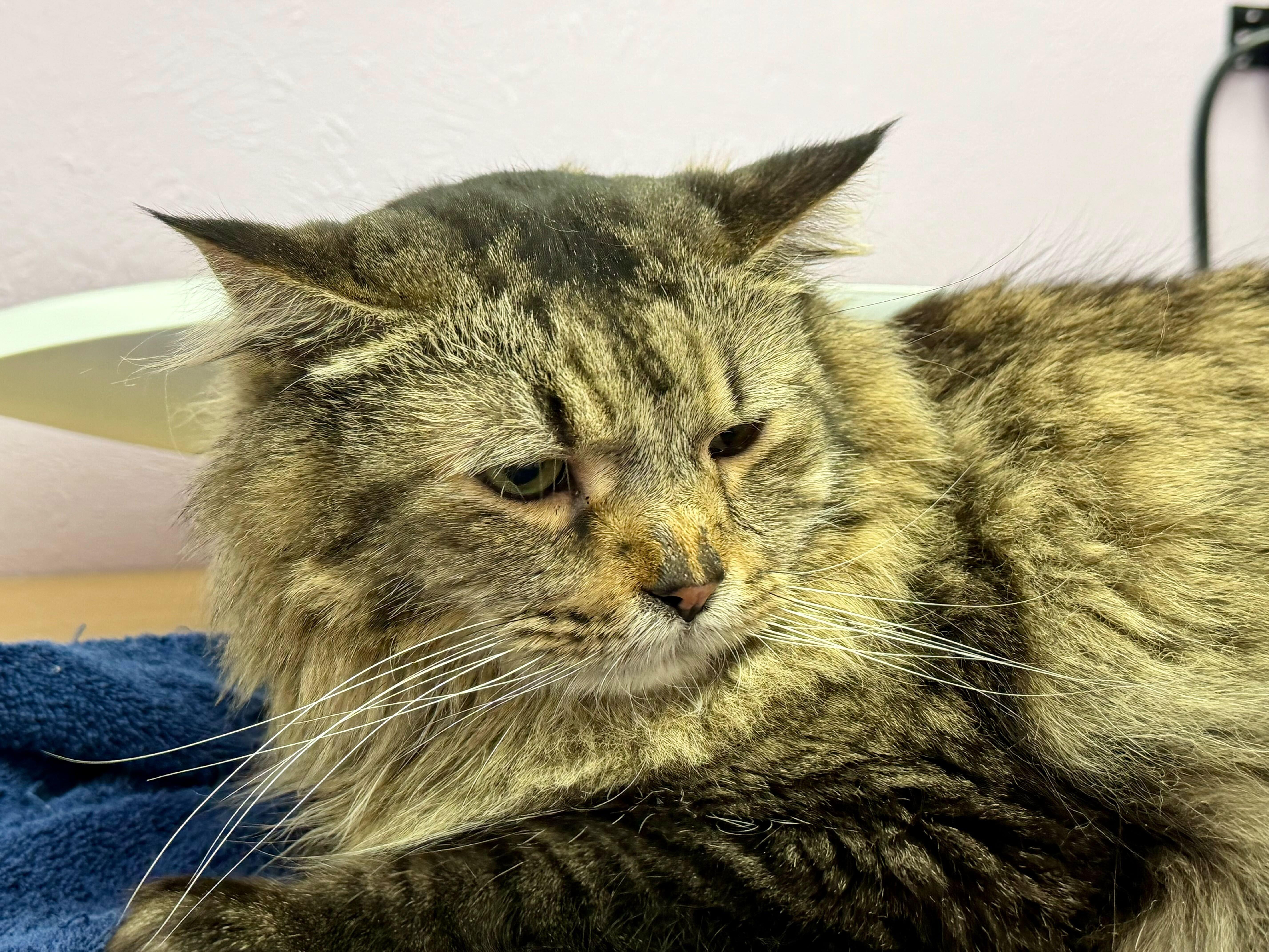 Enlarge Ether, a Adoptable mixed breed in Lakewood, CO image 4/4