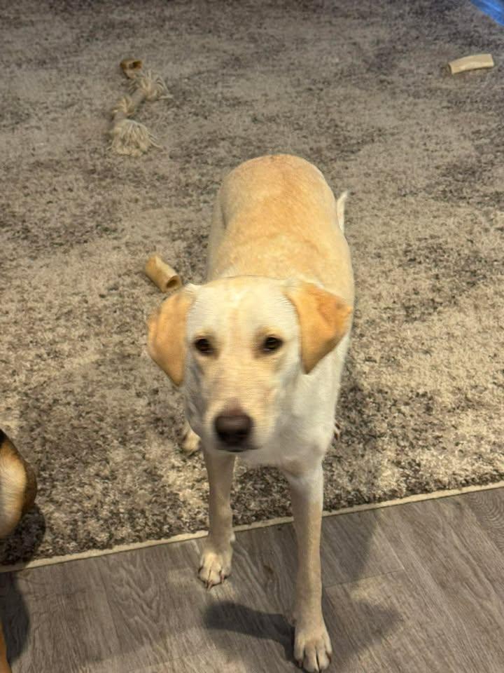 Sandy, a ADOPTABLE mixed breed in Winnie, TX image 2/2