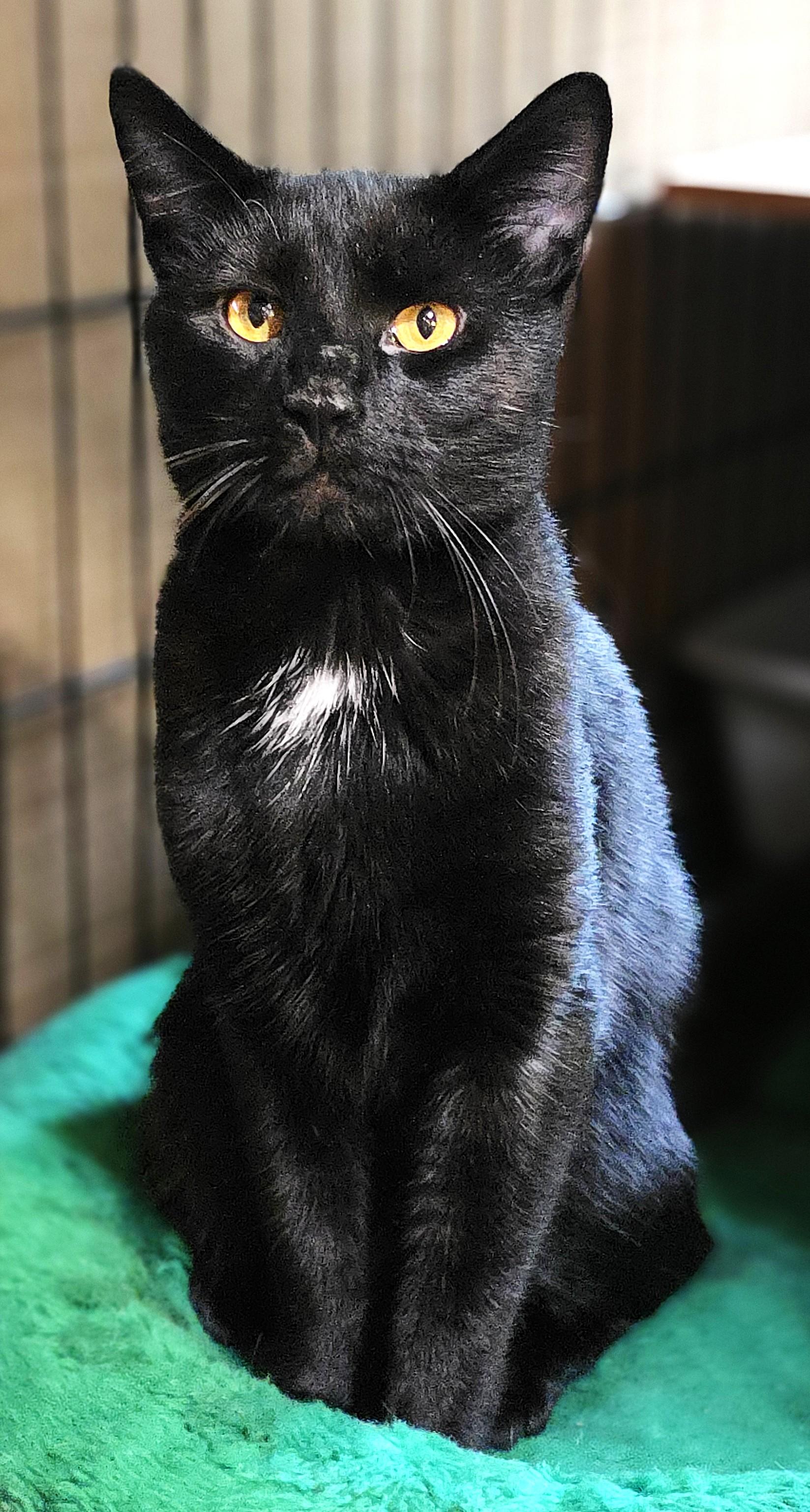 SIR MOOSH!, a Adoptable Domestic Short Hair in Saddle River, NJ image 4/6