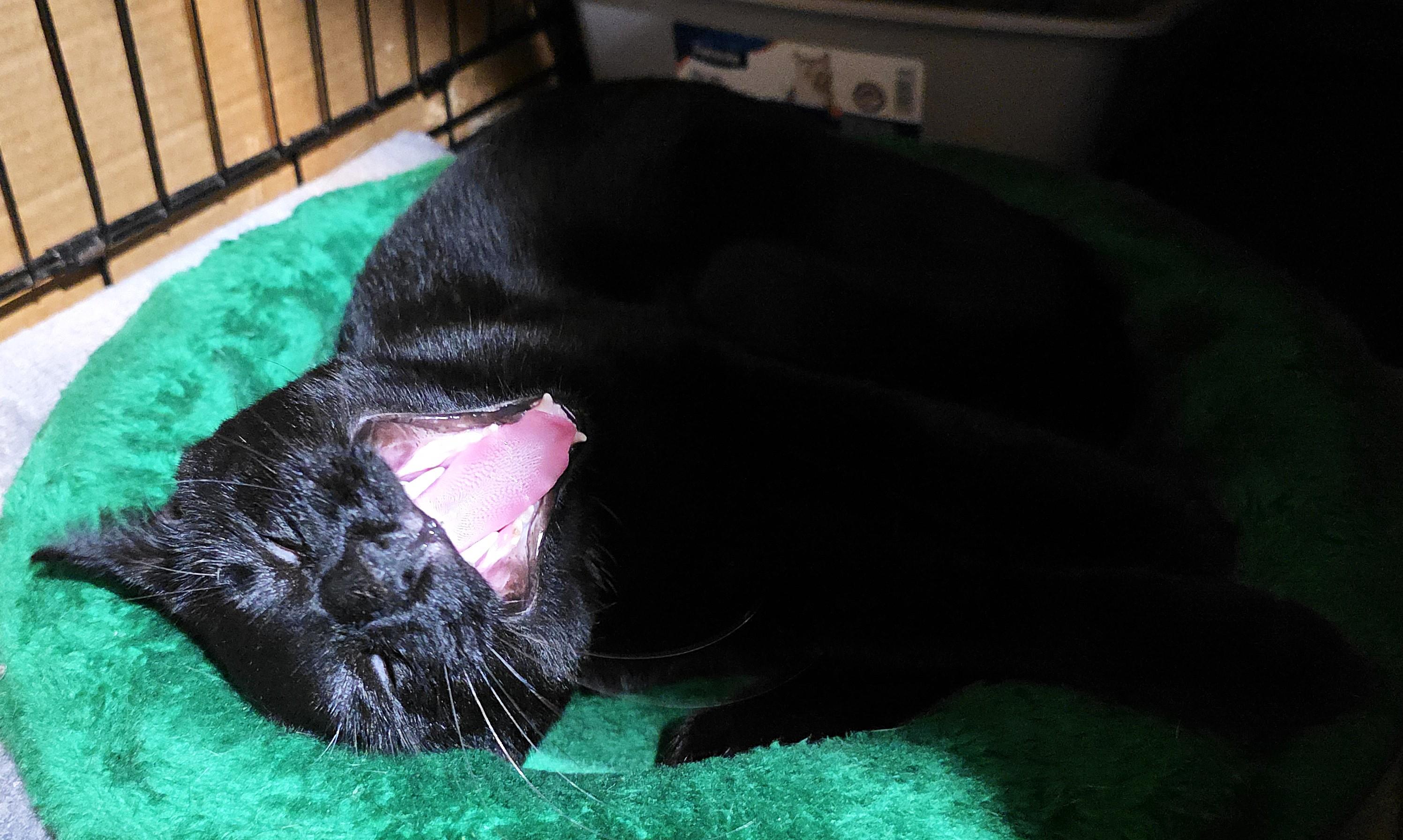 SIR MOOSH!, a Adoptable Domestic Short Hair in Saddle River, NJ image 5/6