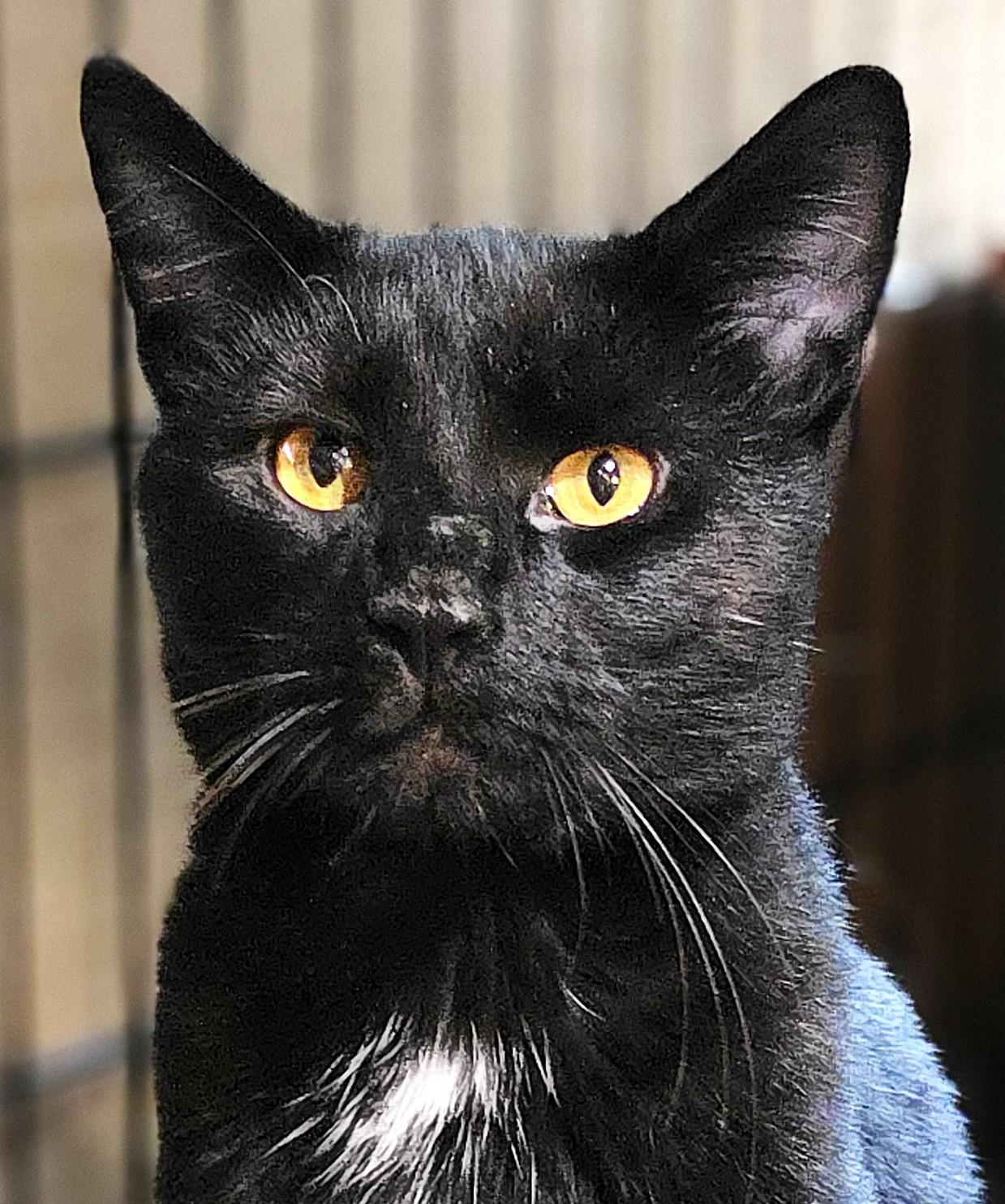 SIR MOOSH!, a Adoptable Domestic Short Hair in Saddle River, NJ image 3/6