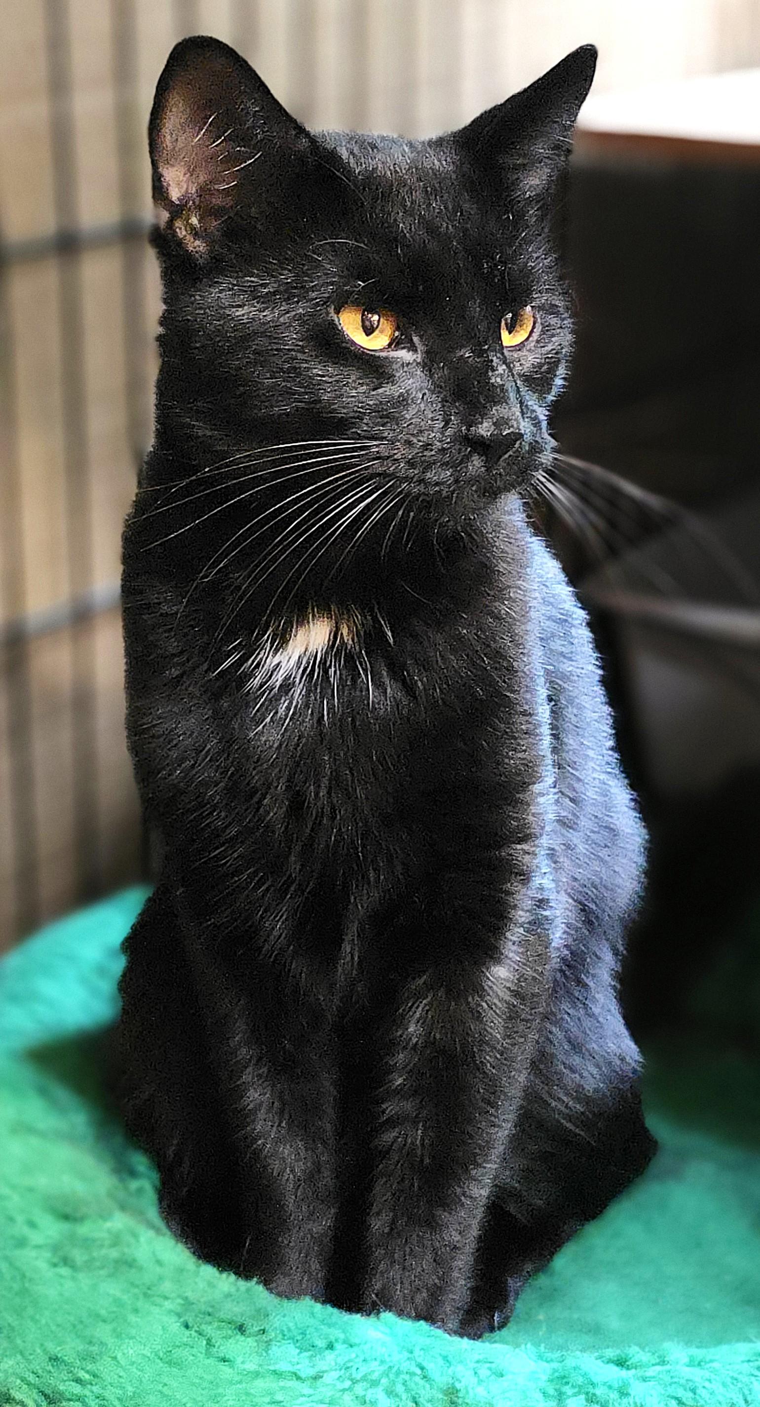 SIR MOOSH!, a Adoptable Domestic Short Hair in Saddle River, NJ image 6/6