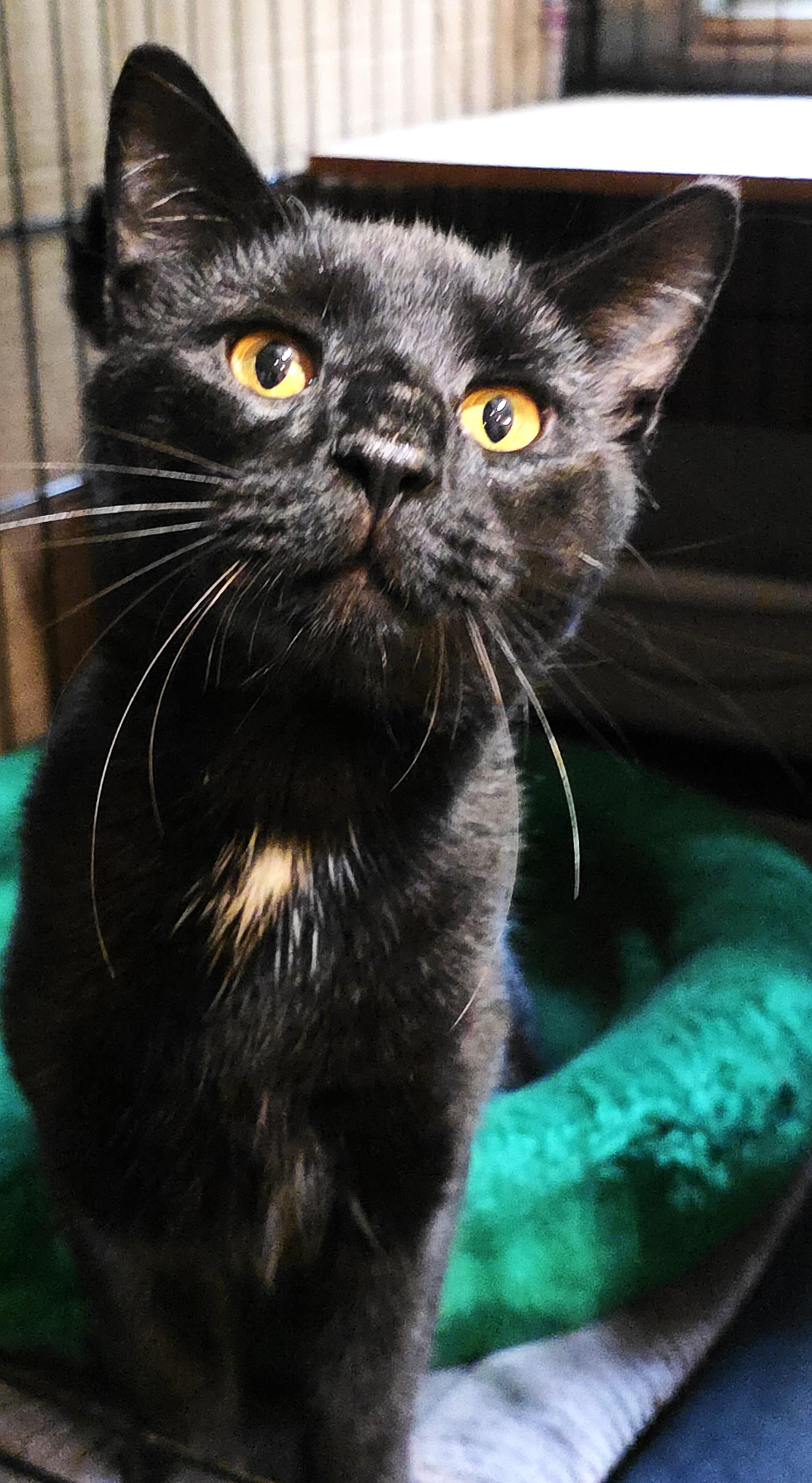 SIR MOOSH!, a Adoptable Domestic Short Hair in Saddle River, NJ image 2/6