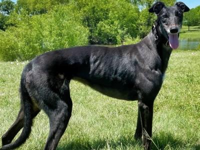 Enlarge Bronte (aka Bronte Blazer), an adopted Greyhound in Dallas, TX image 1/3