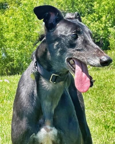 Enlarge Bronte (aka Bronte Blazer), an adopted Greyhound in Dallas, TX image 3/3