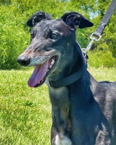 Enlarge Bronte (aka Bronte Blazer), an adopted Greyhound in Dallas, TX image 2/3