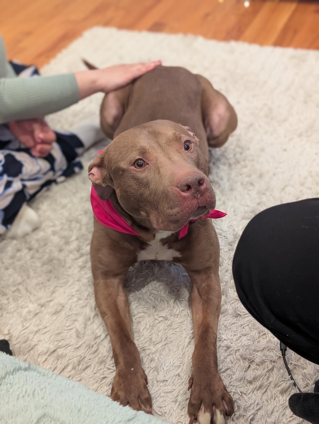 Jackie, Adoptable, Adult Female American Staffordshire Terrier.