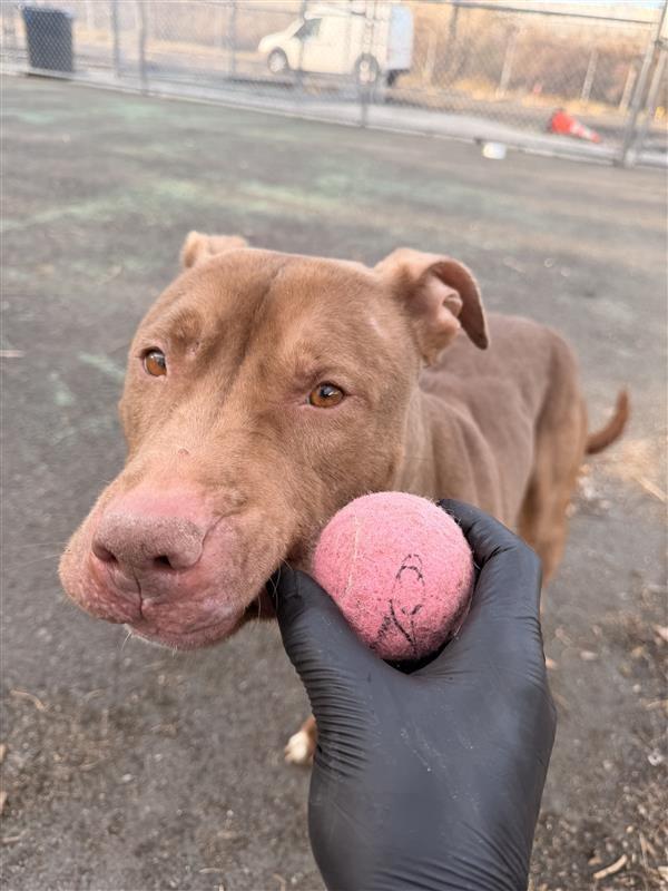 Enlarge Jackie, a Adoptable mixed breed in Jersey city, NJ image 3/5