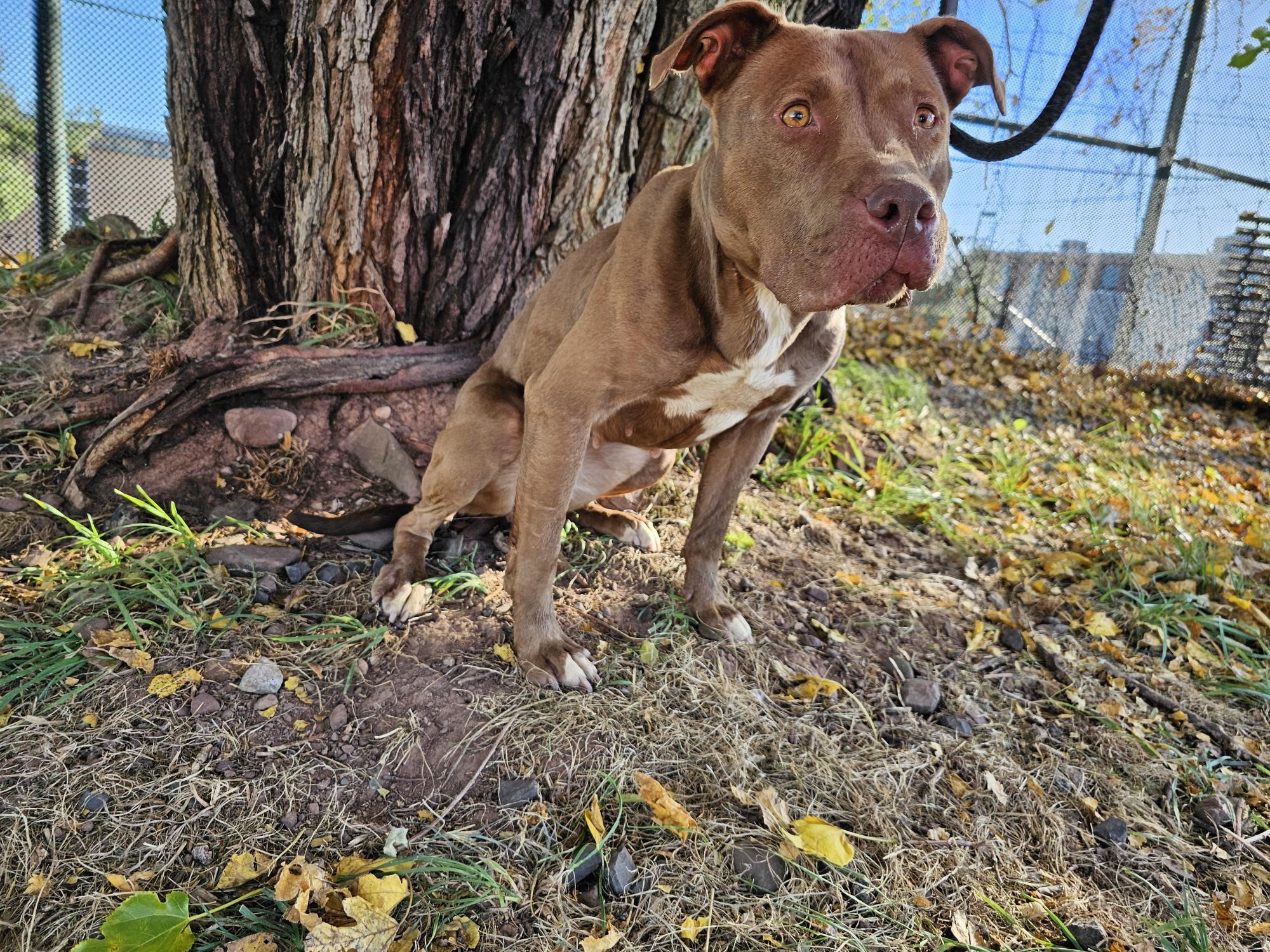 Enlarge Jackie, a Adoptable mixed breed in Jersey city, NJ image 2/2