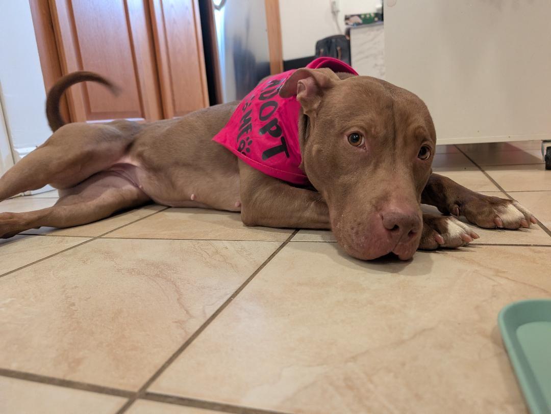 Enlarge Jackie, a Adoptable mixed breed in Jersey city, NJ image 3/4
