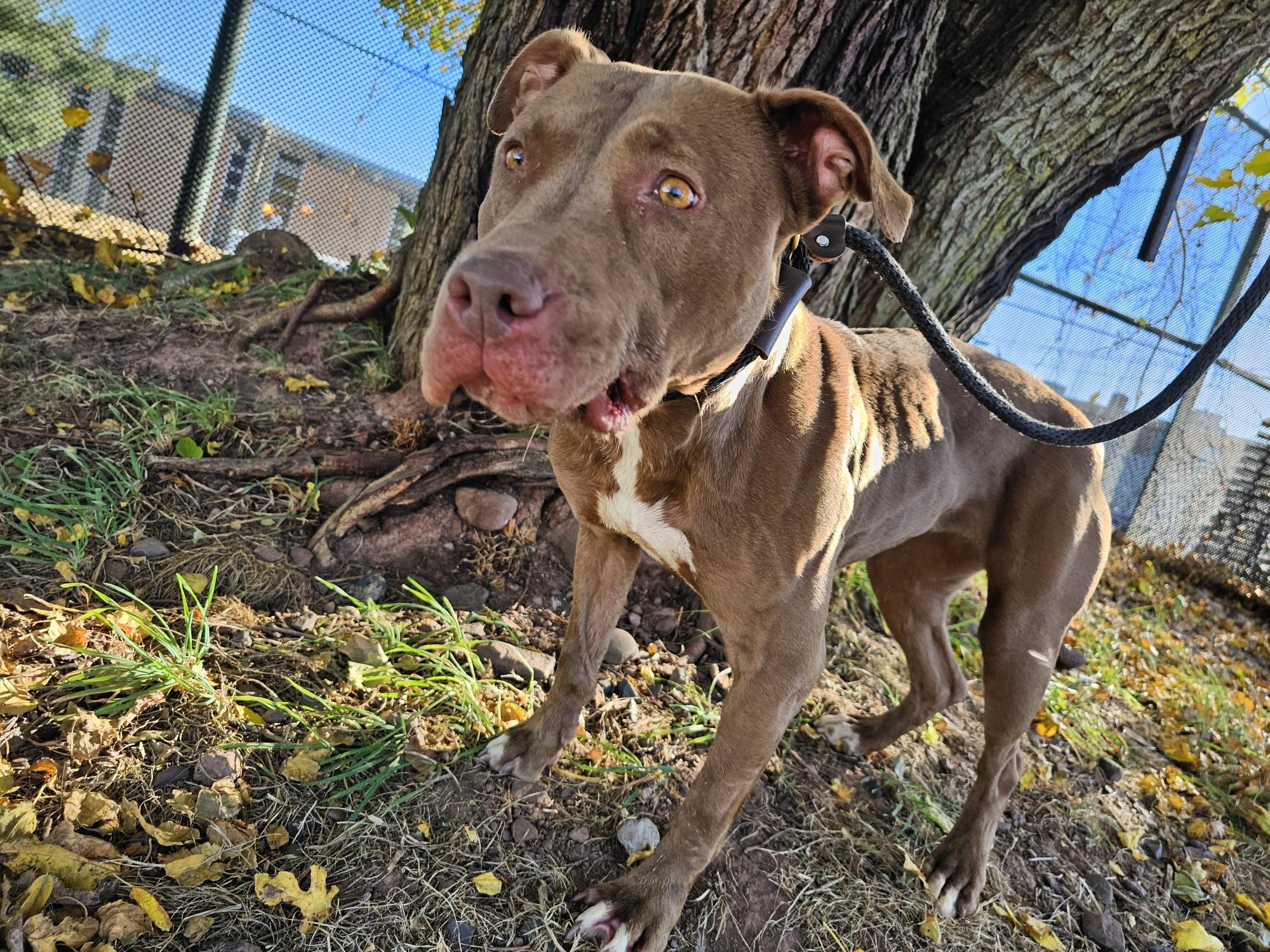 Jackie, Adult Female American Staffordshire Terrier