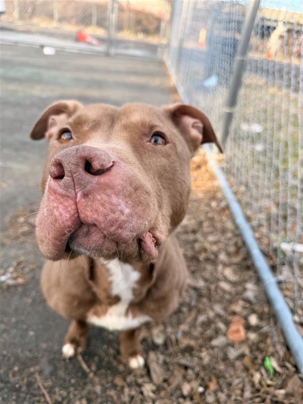 Enlarge Jackie, a Adoptable mixed breed in Jersey city, NJ image 1/5
