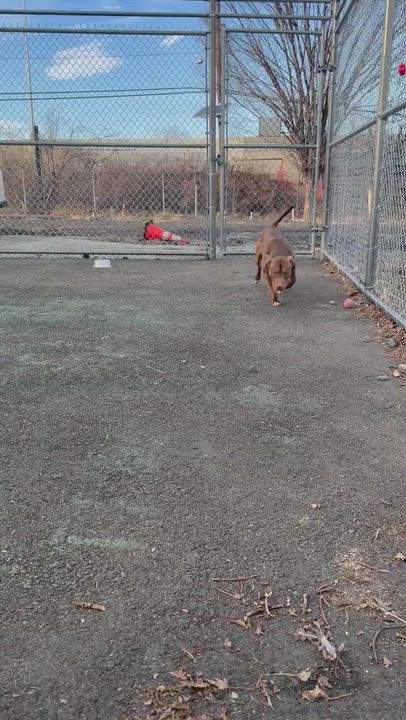 Enlarge Jackie, a Adoptable mixed breed in Jersey city, NJ video 2/5
