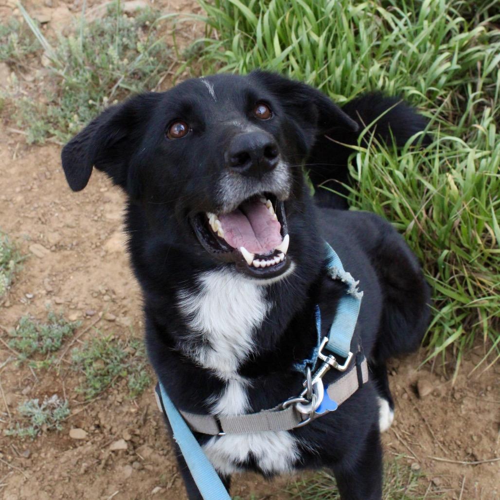 Enlarge Duke AKA Darrell, a Adoptable mixed breed in Pagosa Springs, CO image 2/6
