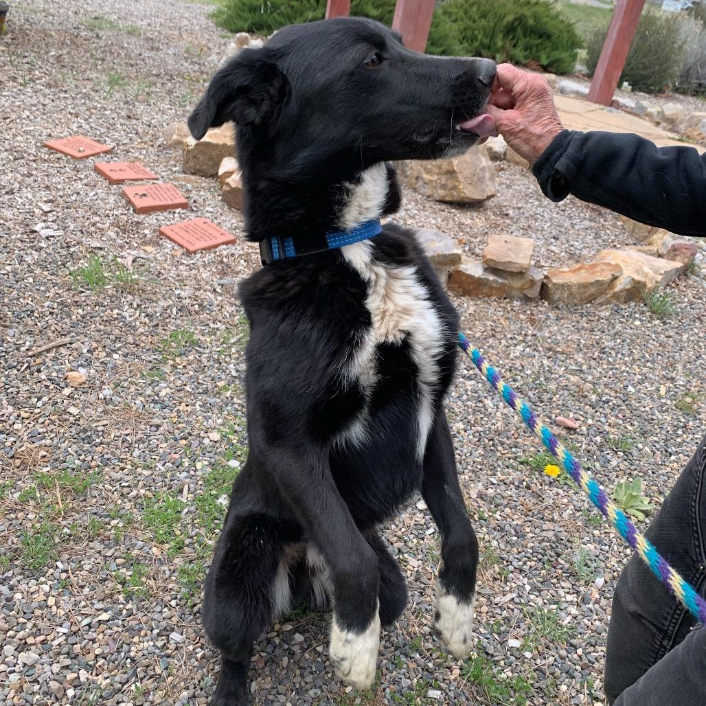 Enlarge Duke AKA Darrell, a Adoptable mixed breed in Pagosa Springs, CO image 4/6