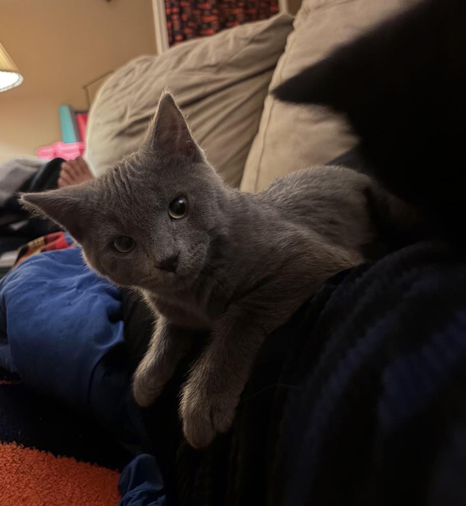 Archie, adopted, Kitten Male Domestic Short Hair.