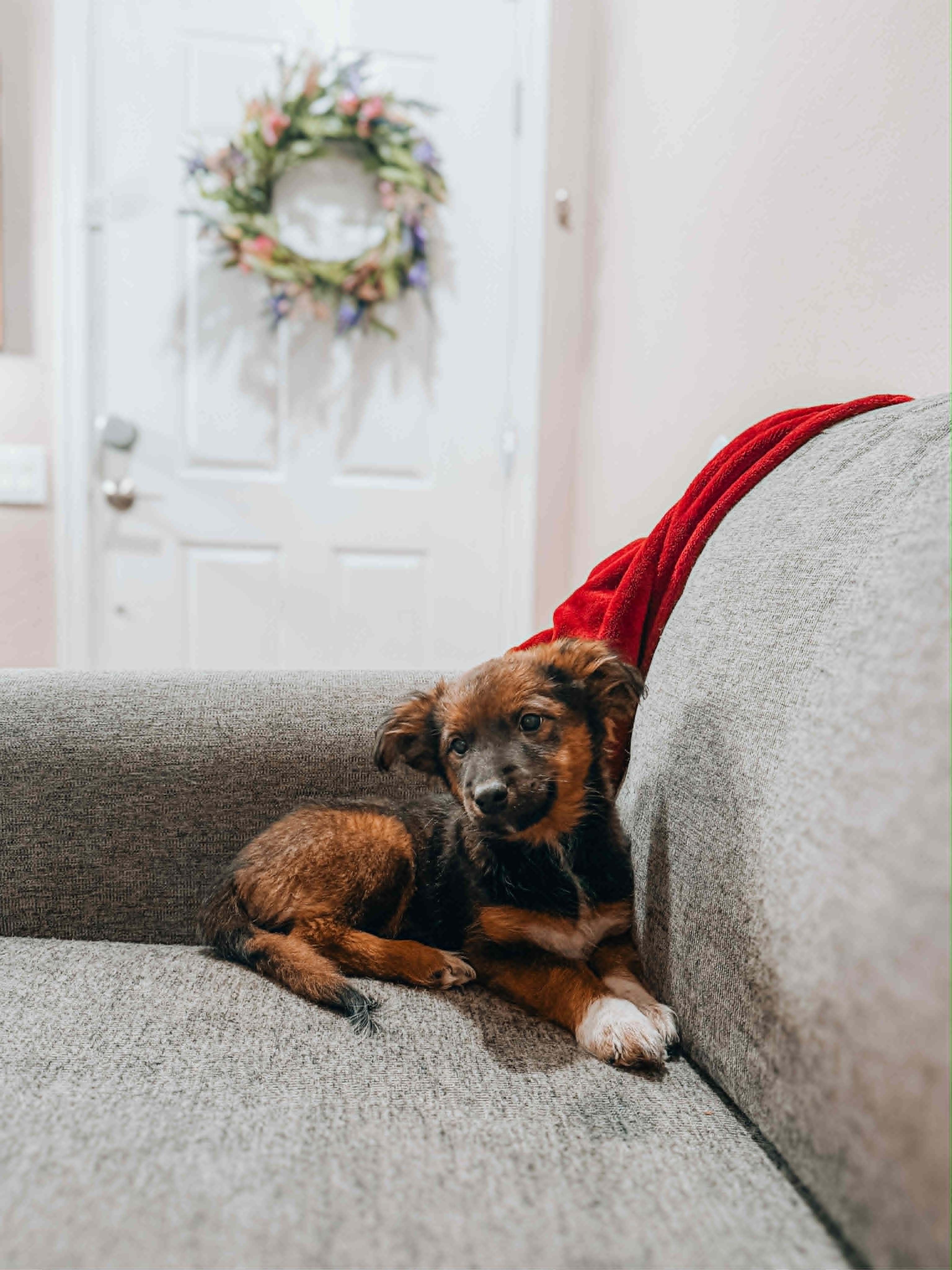 Blanche, ADOPTABLE, Puppy Female Australian Shepherd.