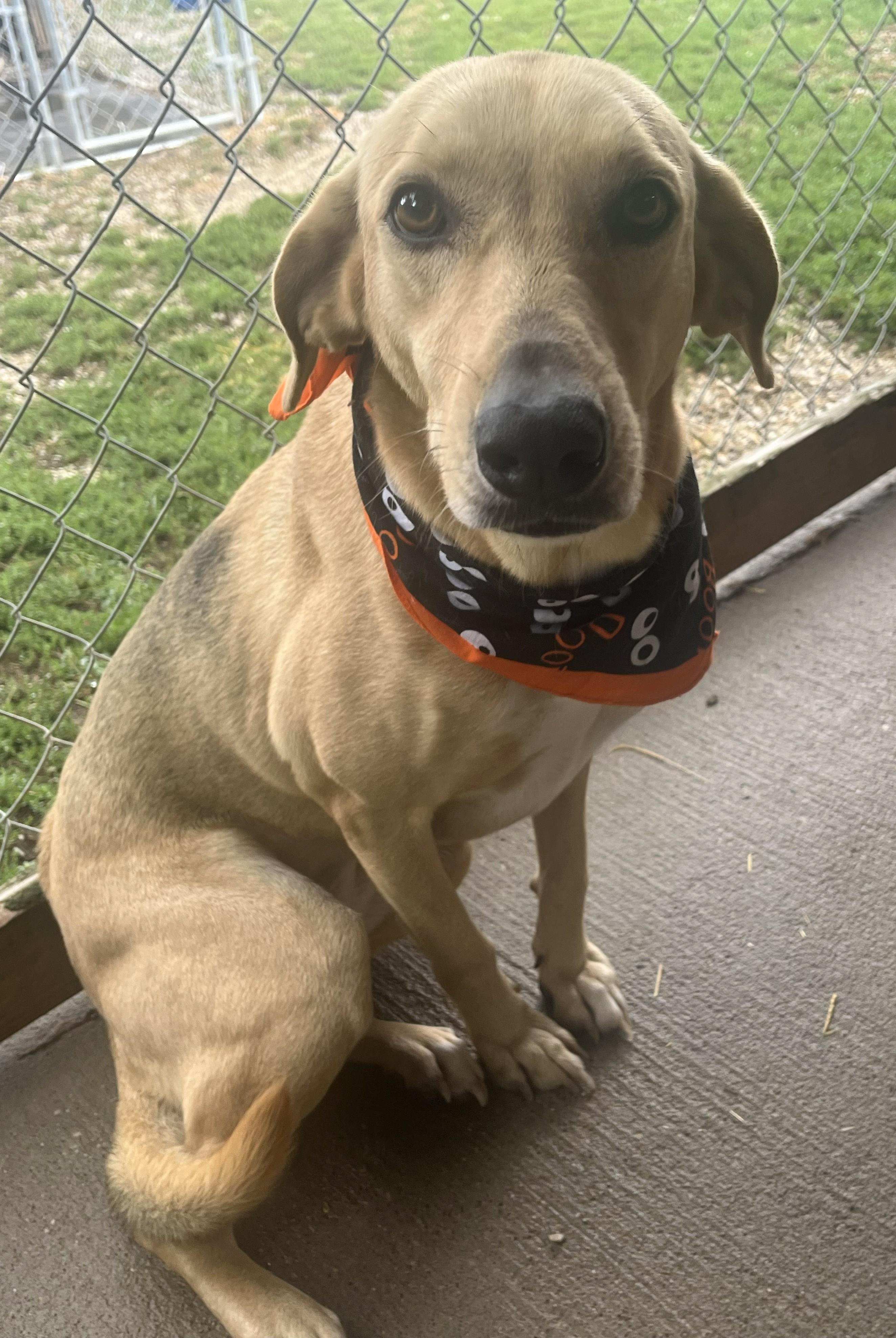 Enlarge Peaches, an adoptable Golden Retriever in Mount Sterling, KY image 3/3