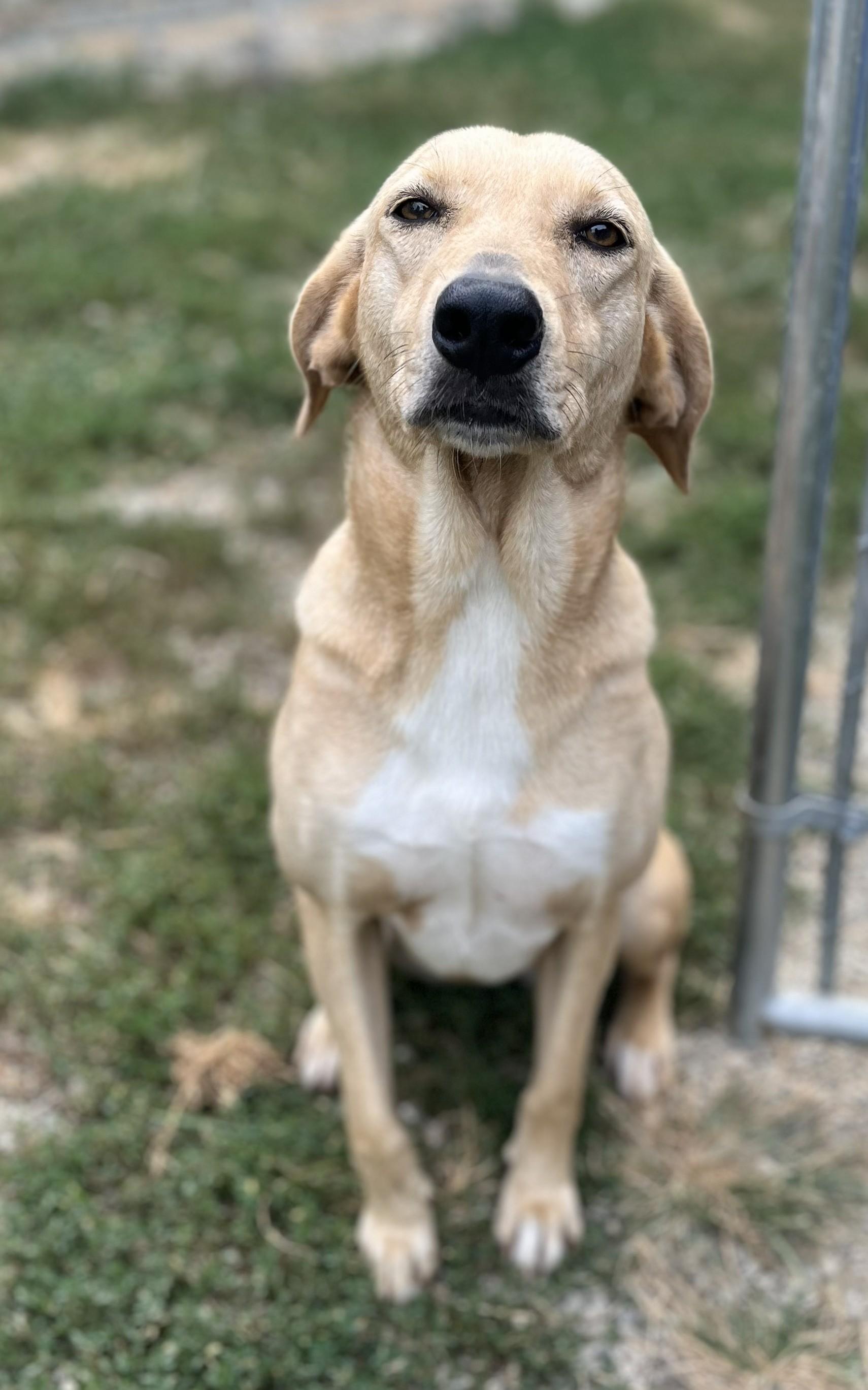 Enlarge Peaches, an adoptable Golden Retriever in Mount Sterling, KY image 2/3