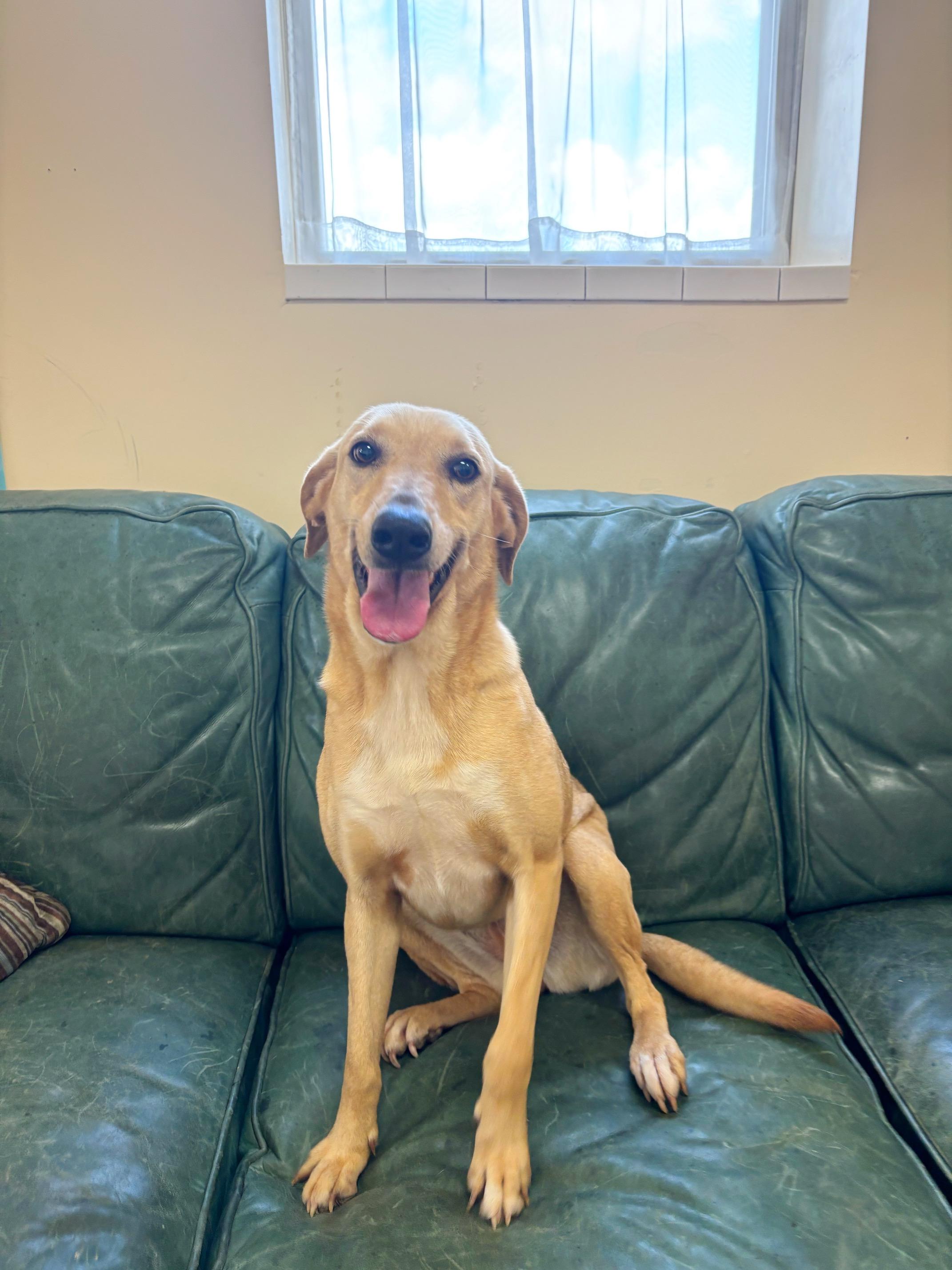 Enlarge Peaches, an adoptable Golden Retriever in Mount Sterling, KY image 1/3