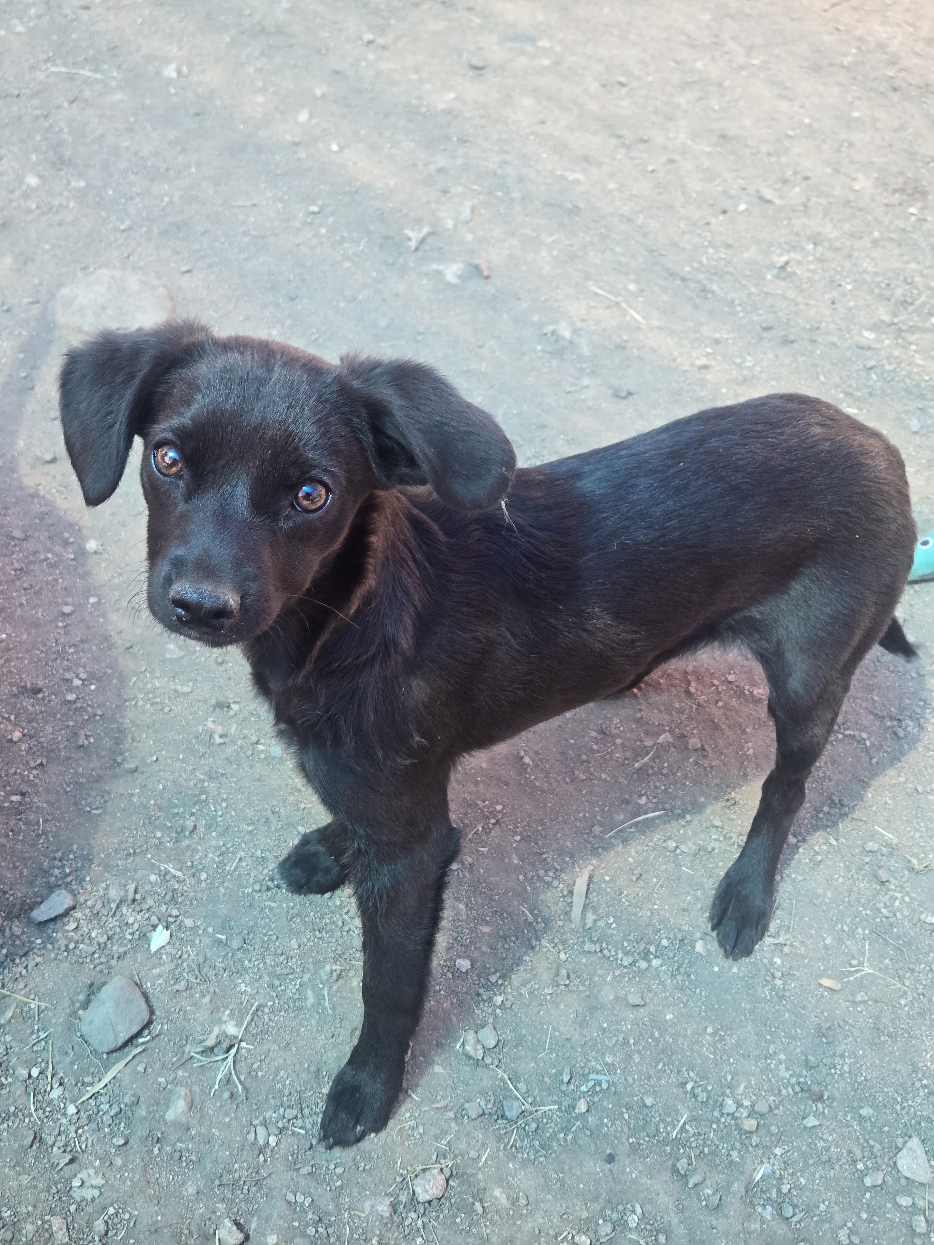 Enlarge Manolo, a ADOPTABLE mixed breed in Nogales, AZ image 2/3