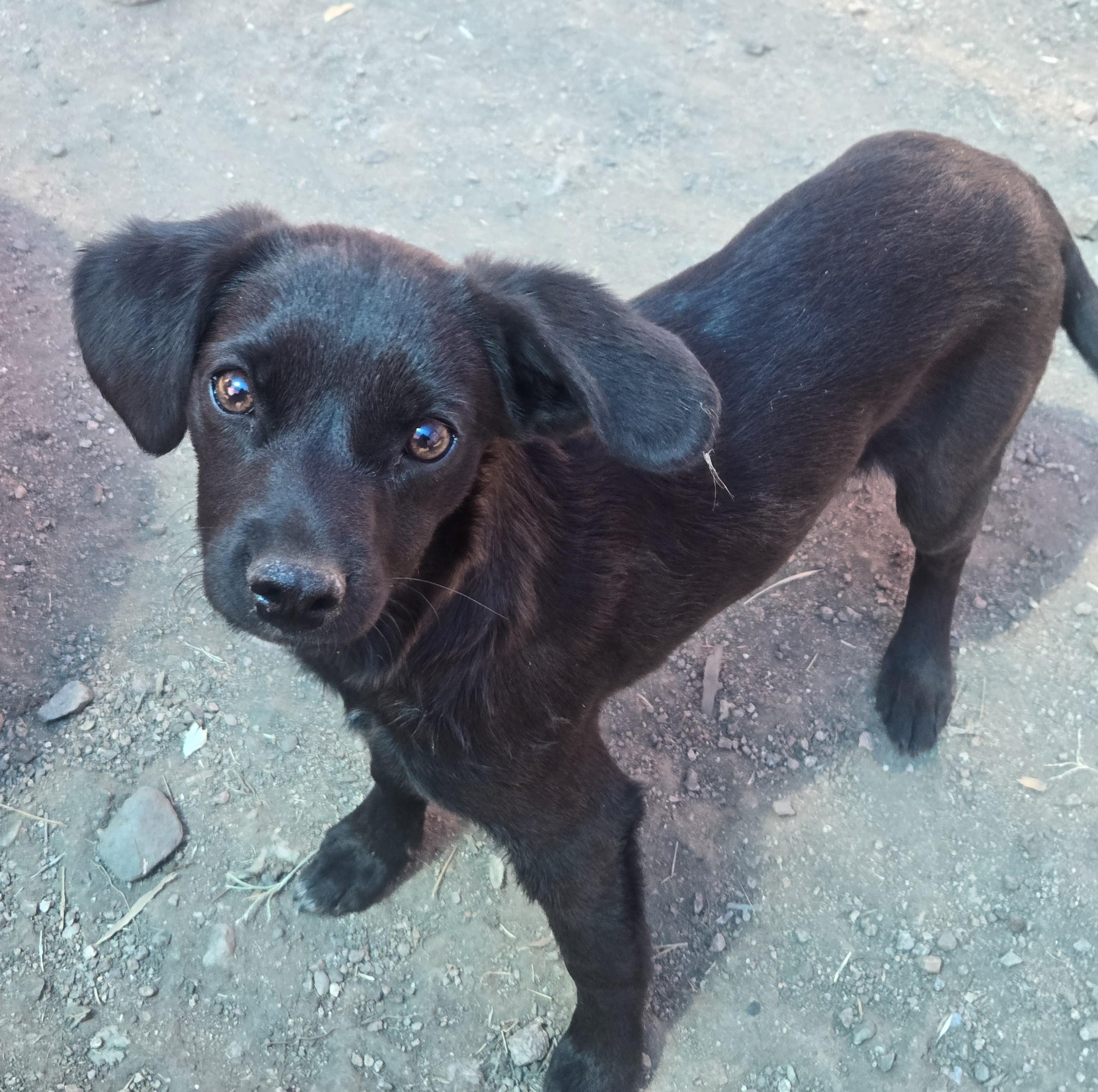 Enlarge Manolo, a ADOPTABLE mixed breed in Nogales, AZ image 1/3