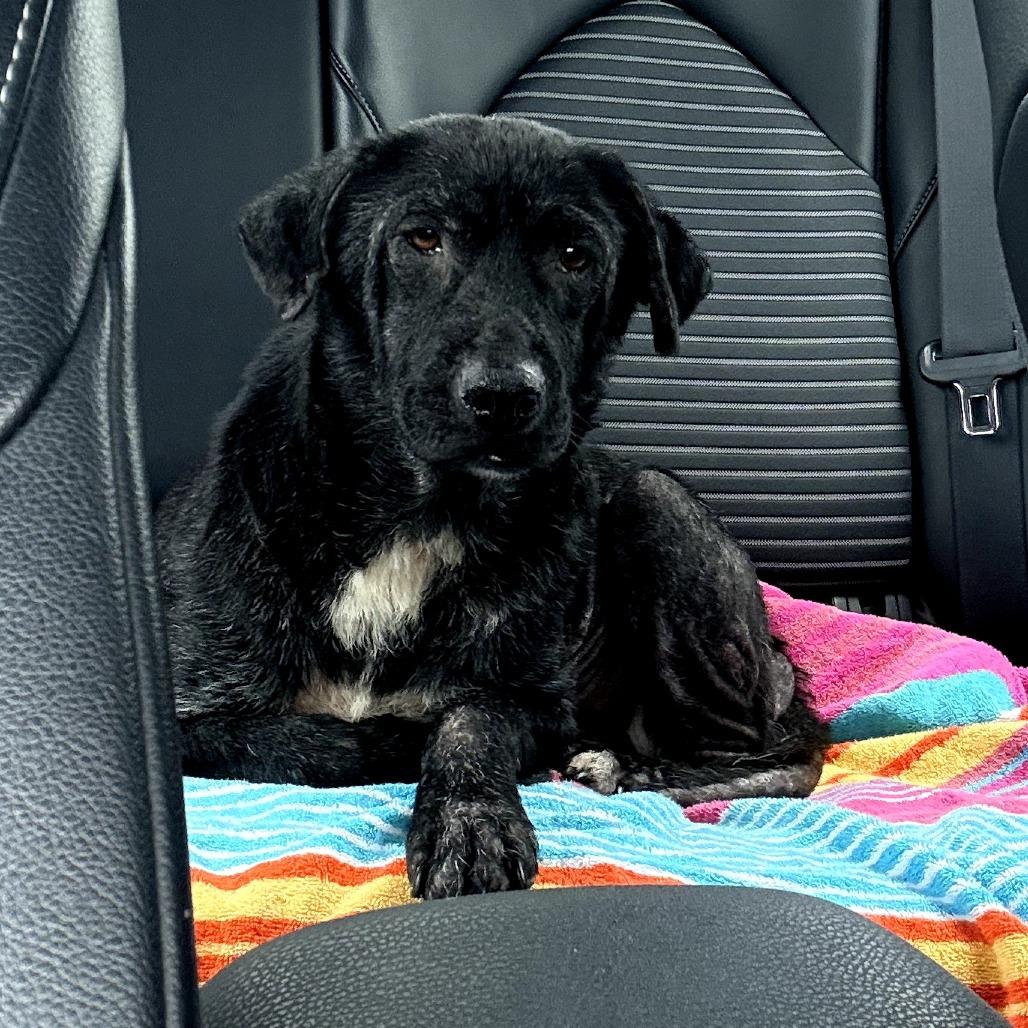 Enlarge Beatrice, a Adoptable mixed breed in Bessemer, AL image 1/6