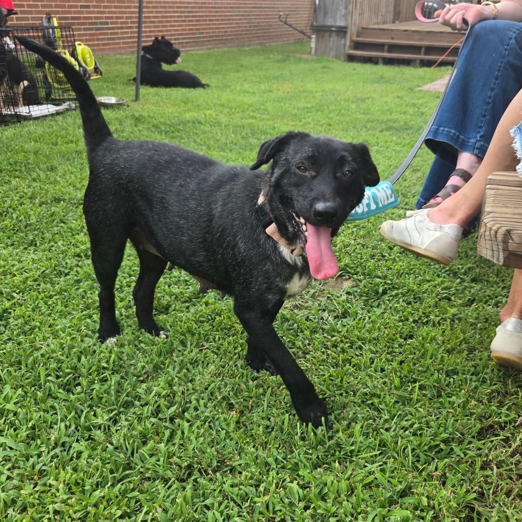 Enlarge Beatrice, a Adoptable mixed breed in Bessemer, AL image 2/6
