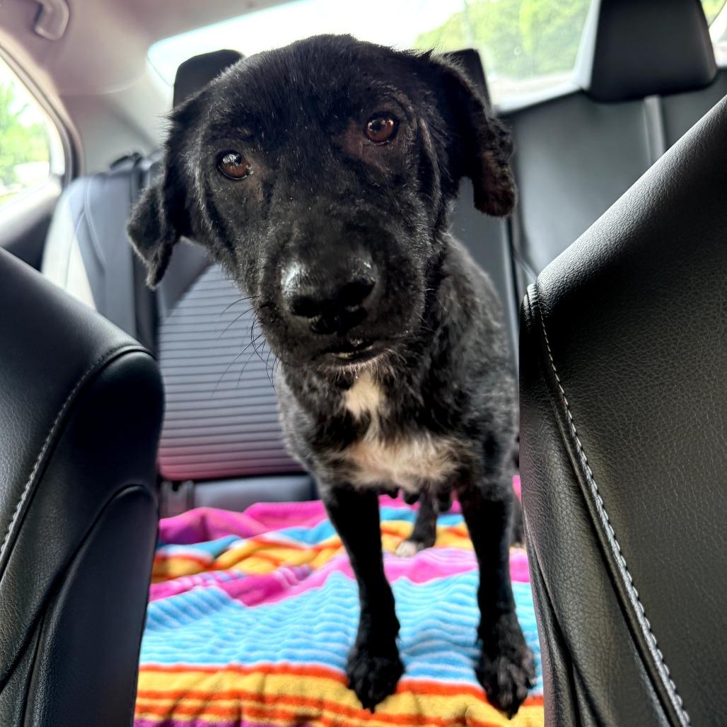 Enlarge Beatrice, a Adoptable mixed breed in Bessemer, AL image 3/6
