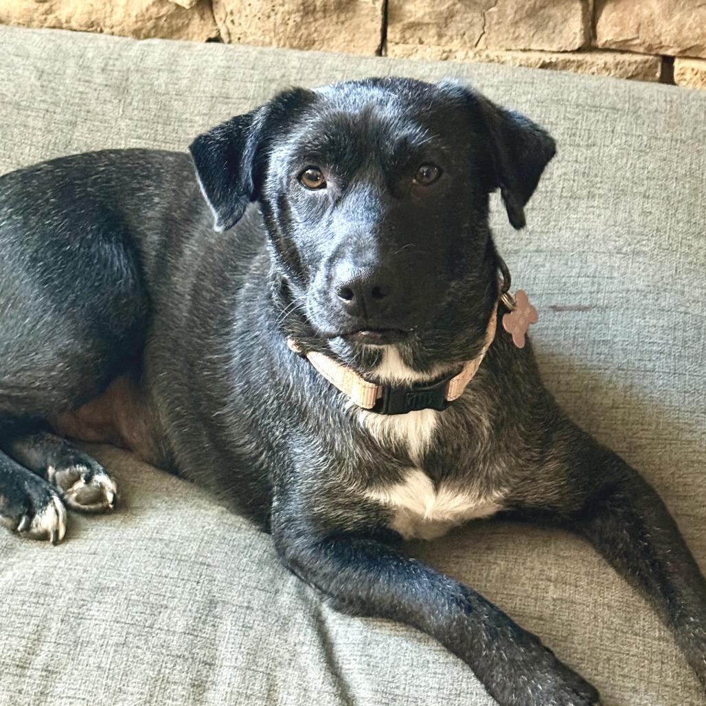 Enlarge Beatrice, a Adoptable mixed breed in Bessemer, AL image 4/6