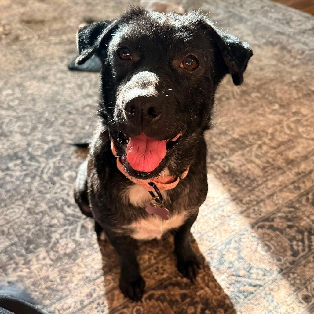 Enlarge Beatrice, a Adoptable mixed breed in Bessemer, AL image 5/6
