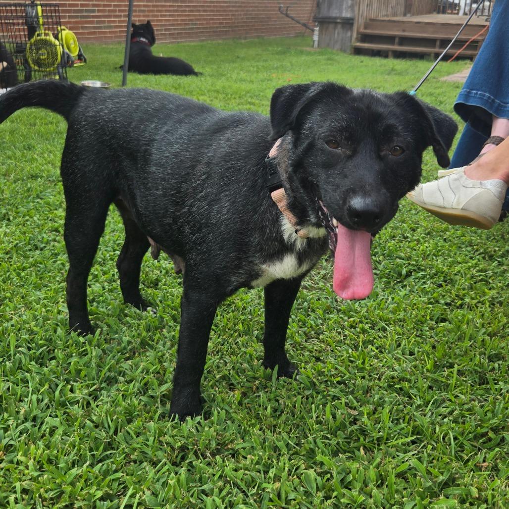 Enlarge Beatrice, a Adoptable mixed breed in Bessemer, AL image 6/6