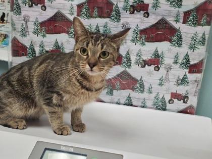 Enlarge Poppy, a Adoptable mixed breed in Maumee, OH image 1/1