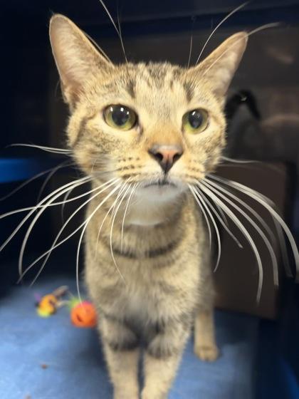 Poppy, Adoptable, Adult Female Domestic Short Hair & Domestic Short Hair.