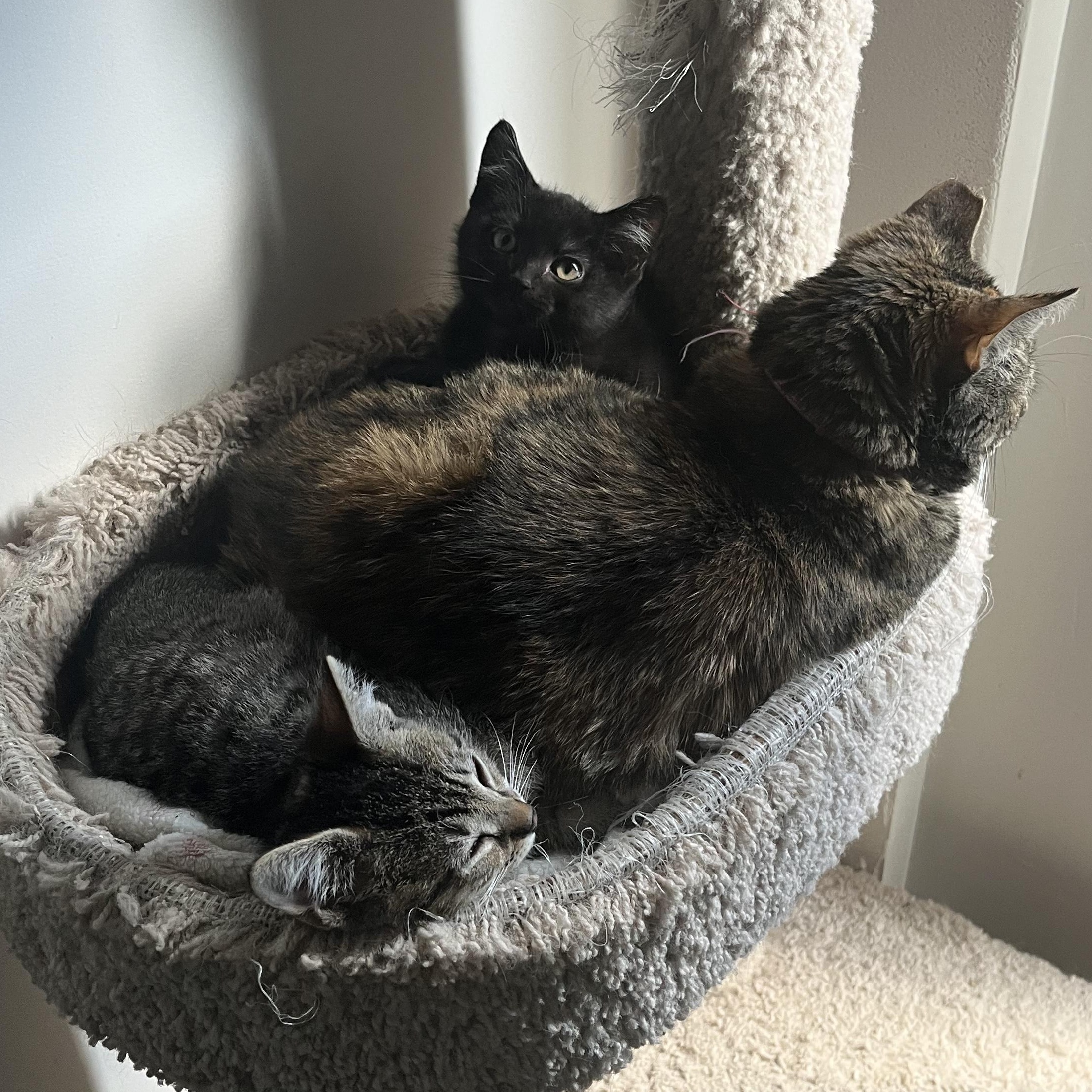 Enlarge Ace and Terry, a Adoptable mixed breed in Warwick, RI image 5/5