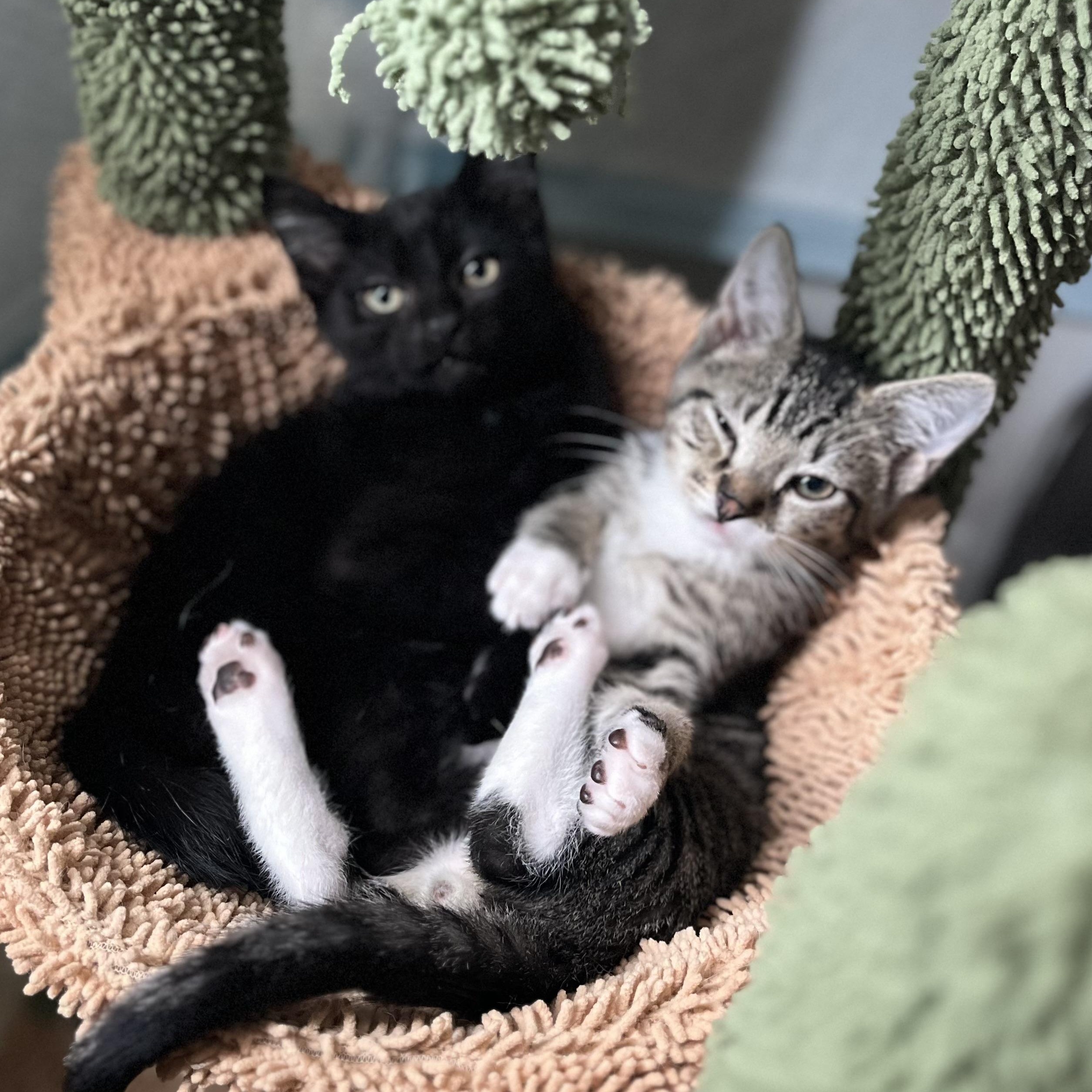 Enlarge Ace and Terry, a Adoptable mixed breed in Warwick, RI image 1/5