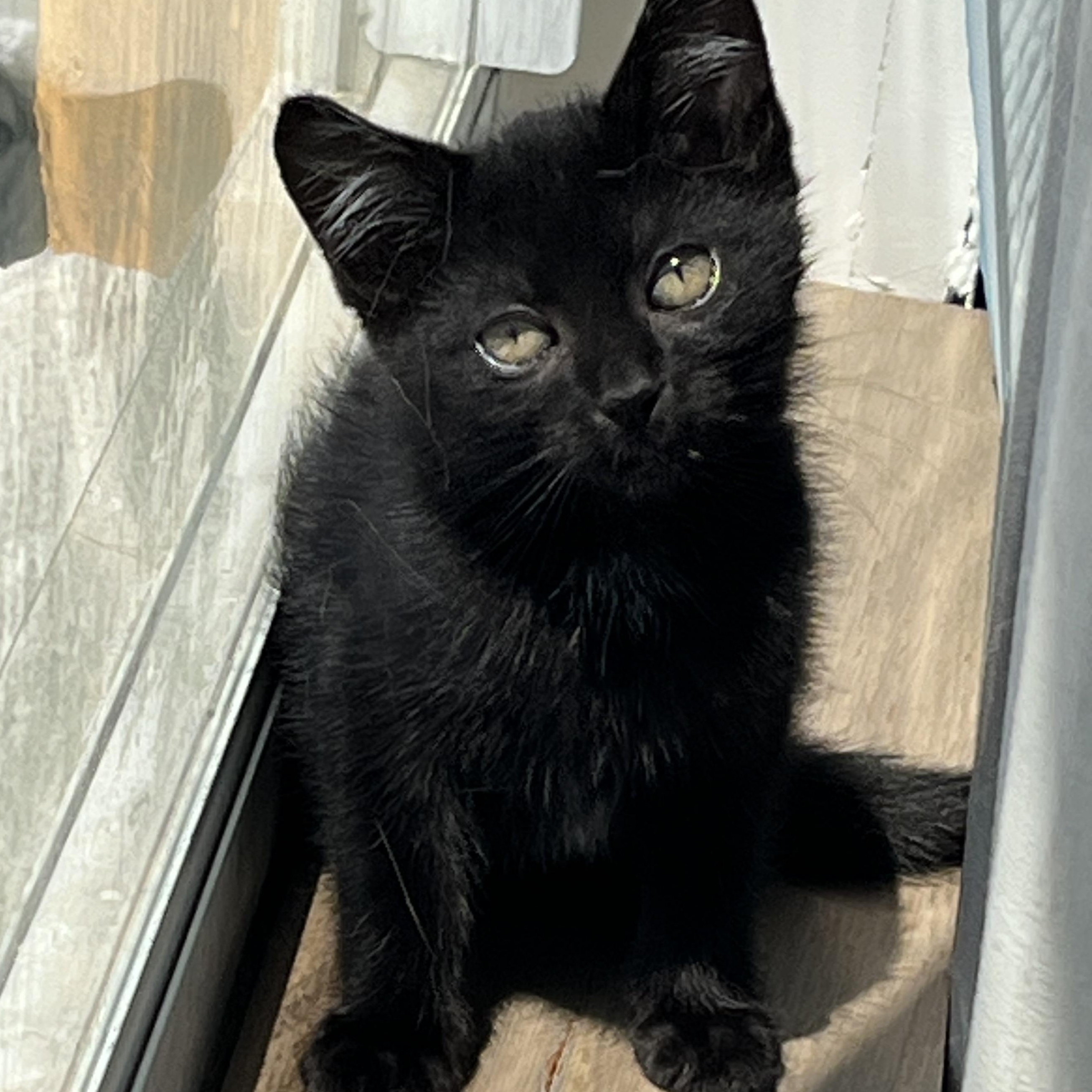 Enlarge Ace and Terry, a Adoptable mixed breed in Warwick, RI image 4/5