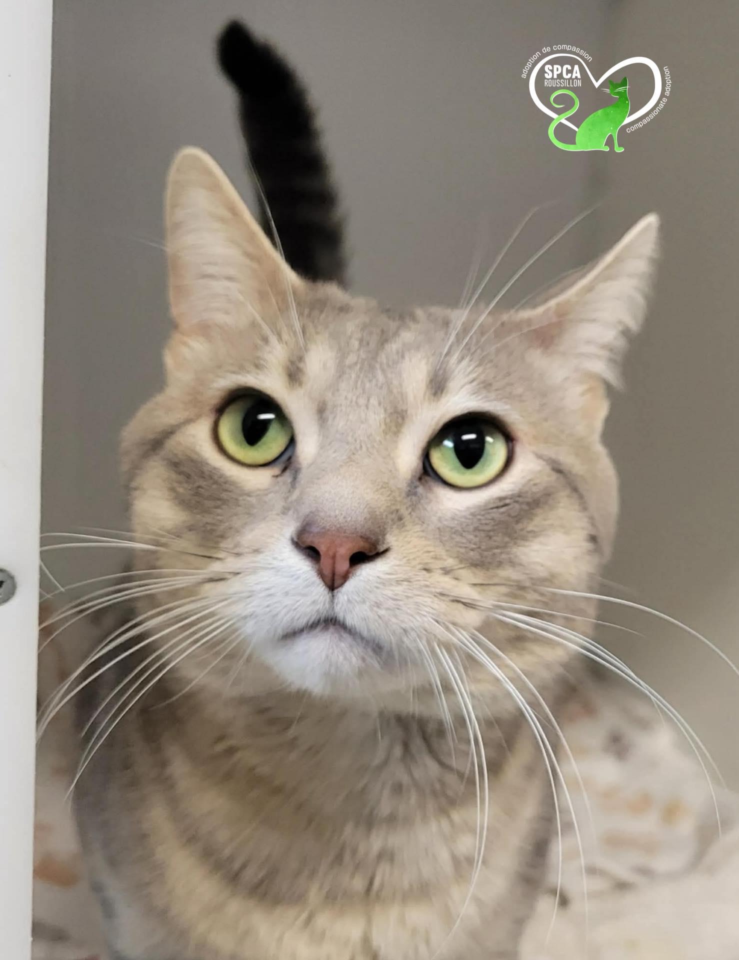 Gribouille, adoptable, Adult Male Domestic Short Hair.