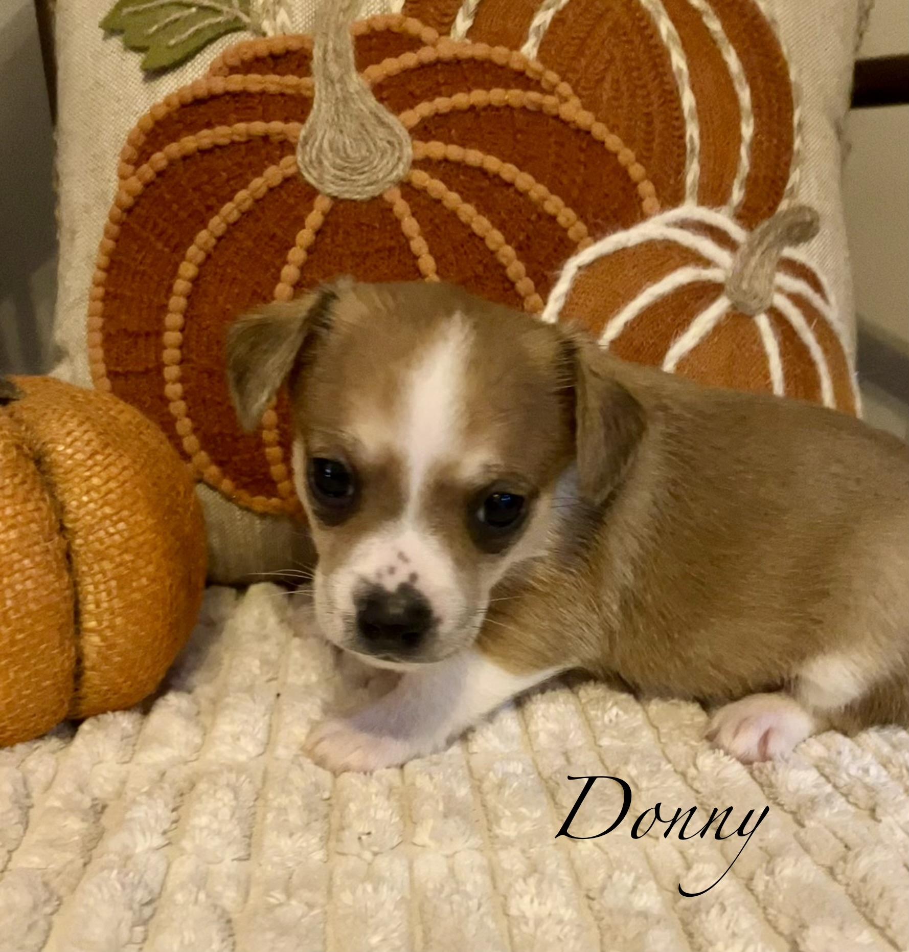 Enlarge D litter Boys, a Adopted Chiweenie in Jacksonville, FL image 2/3