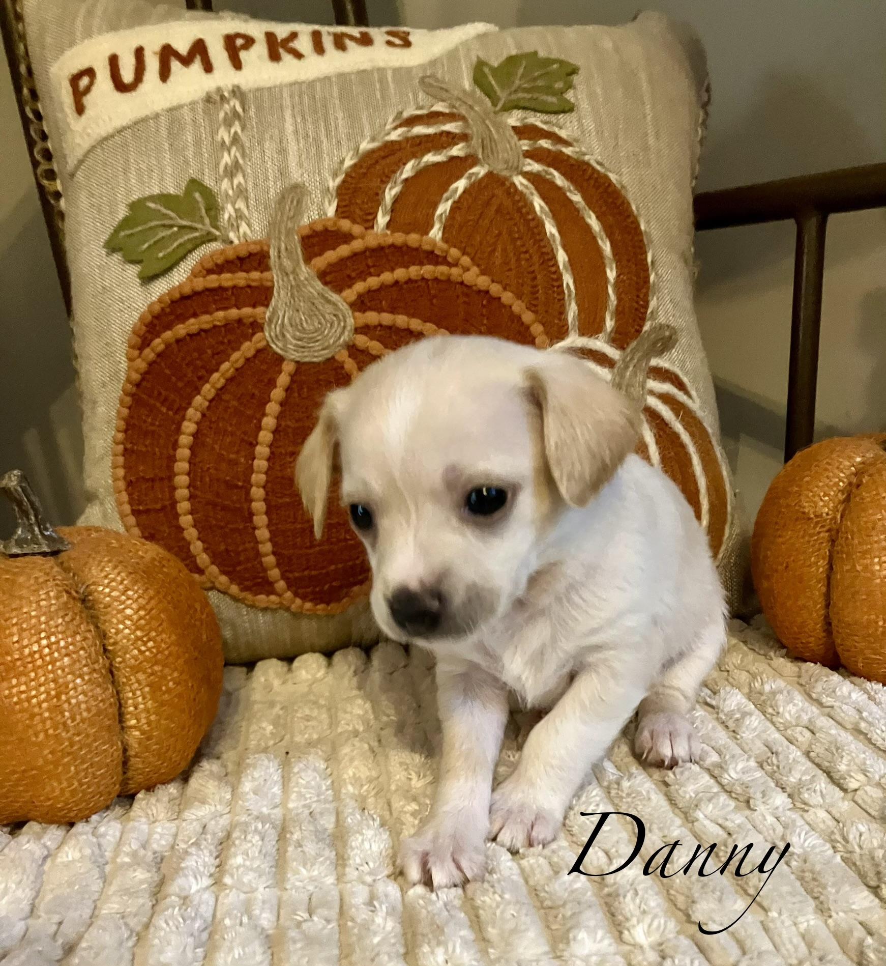 Enlarge D litter Boys, a Adopted Chiweenie in Jacksonville, FL image 1/3